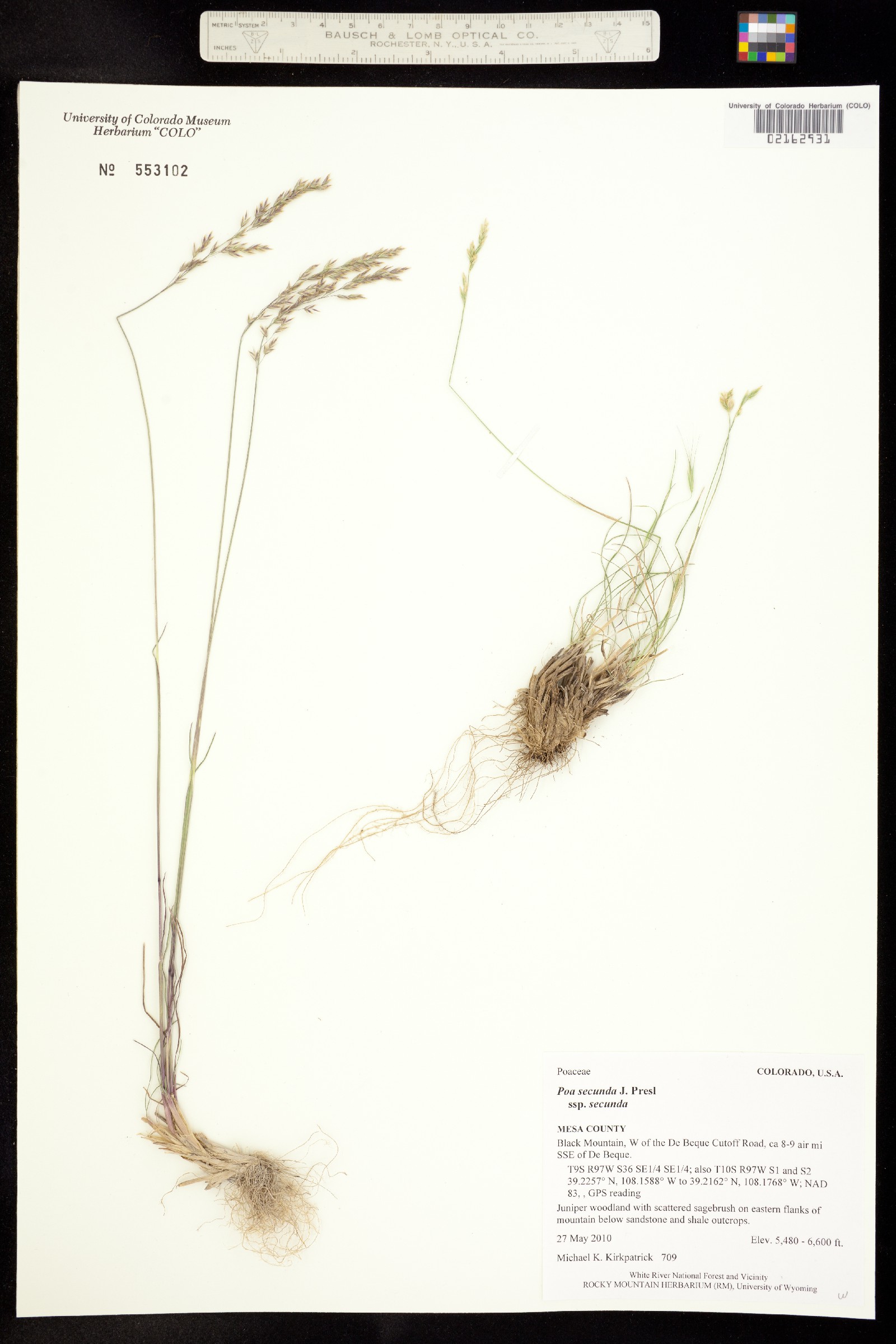 Poa secunda ssp. secunda image