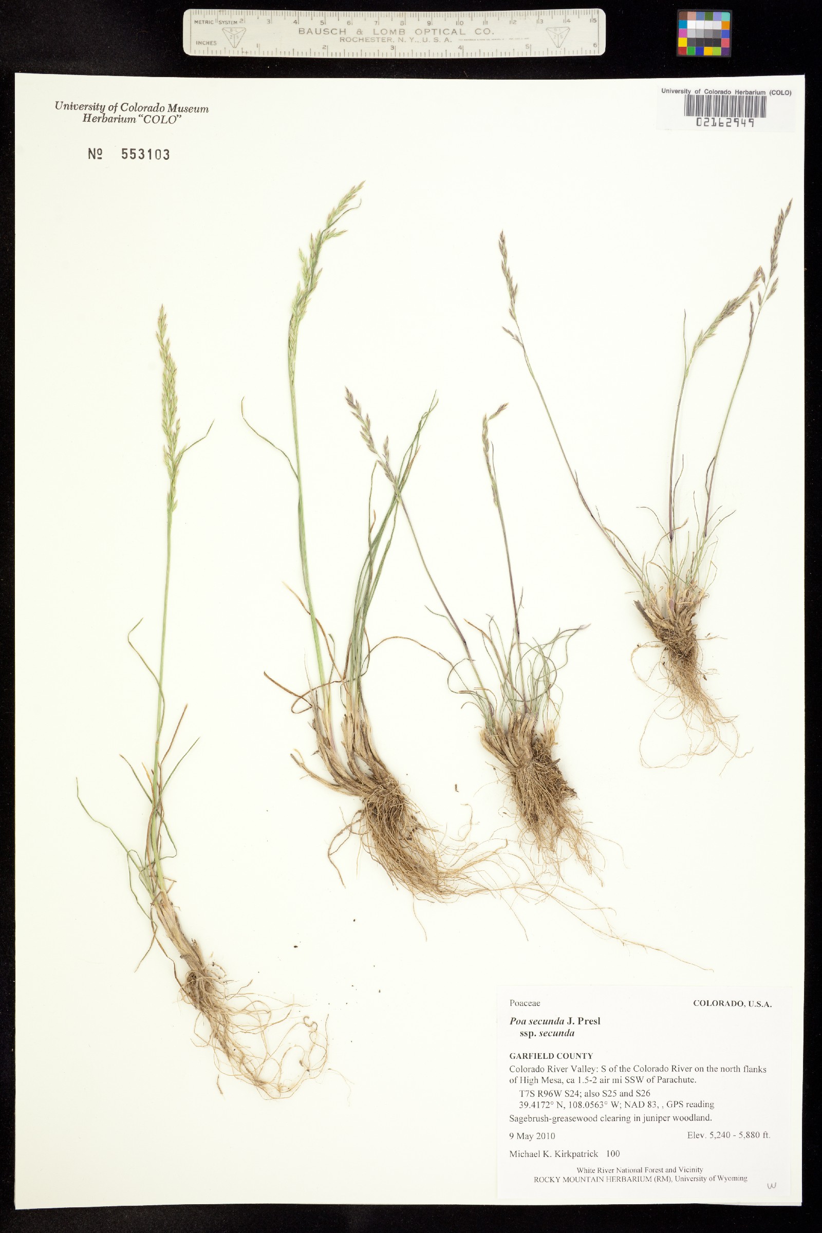 Poa secunda ssp. secunda image