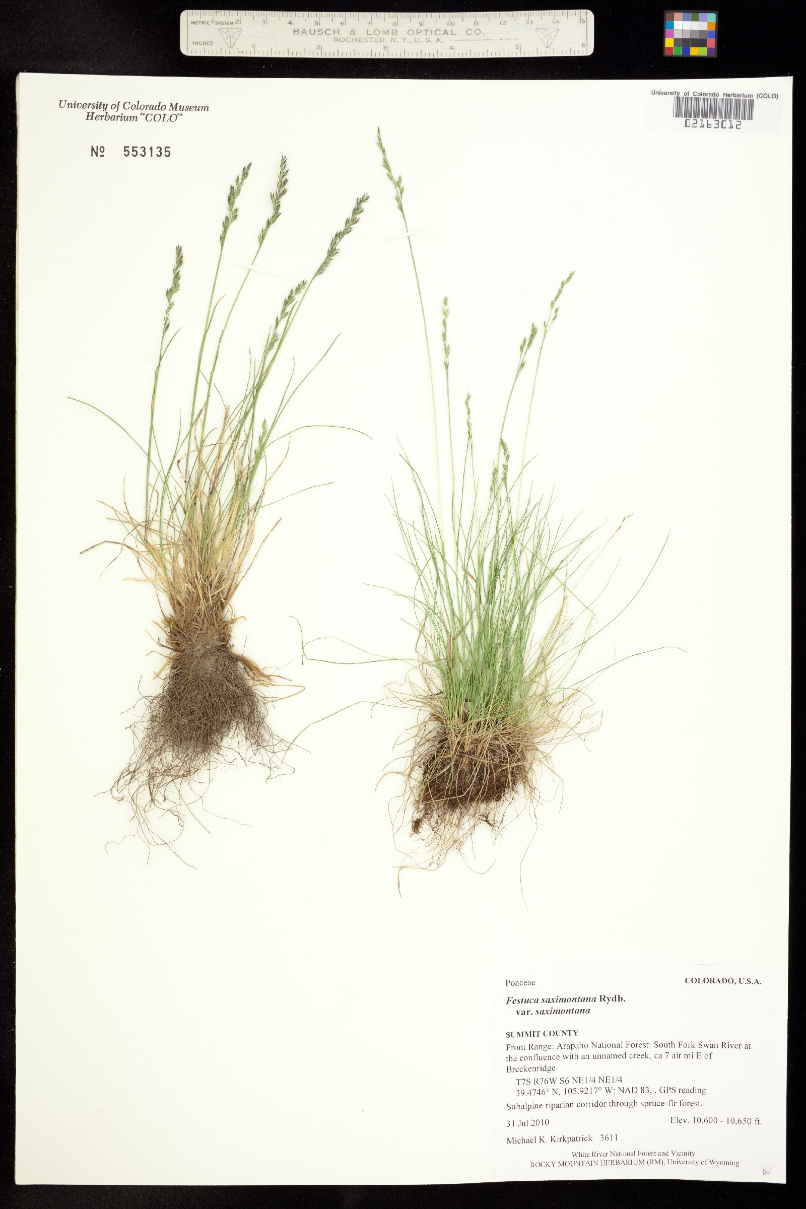 Festuca saximontana var. saximontana image