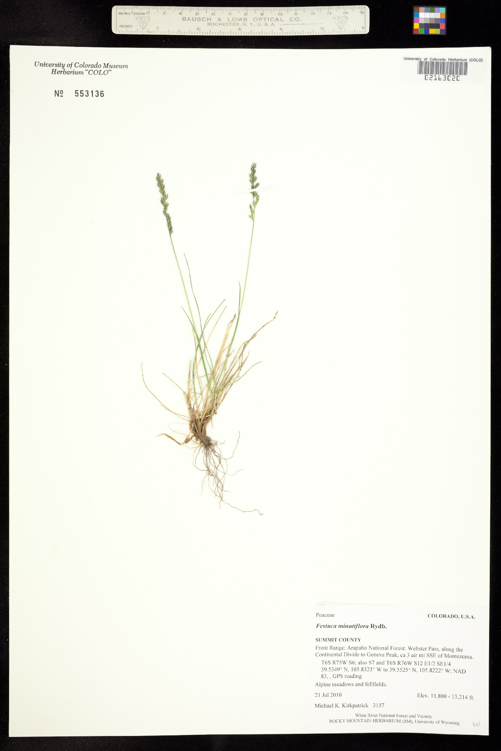 Festuca minutiflora image