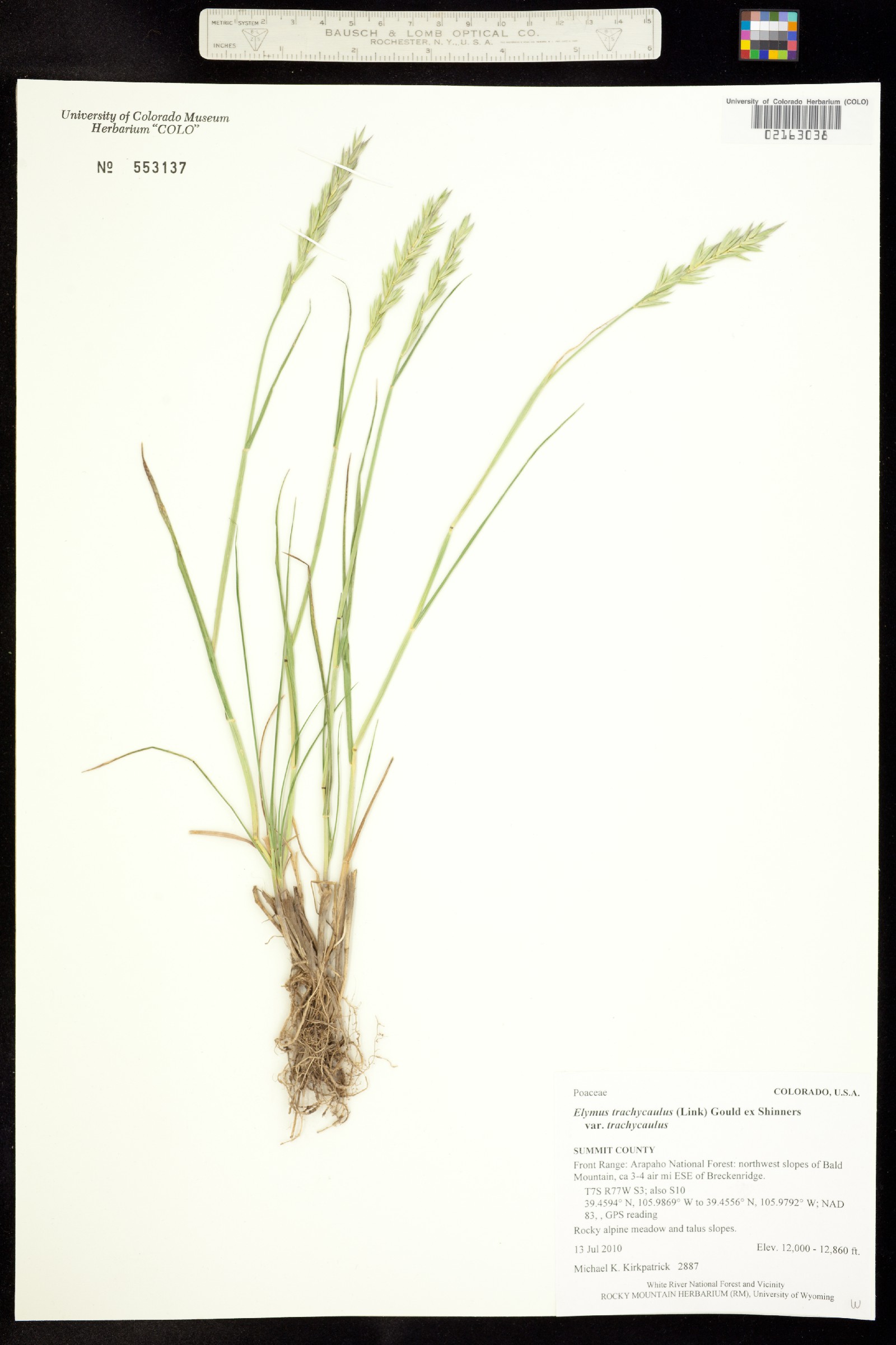 Elymus trachycaulus ssp. trachycaulus image