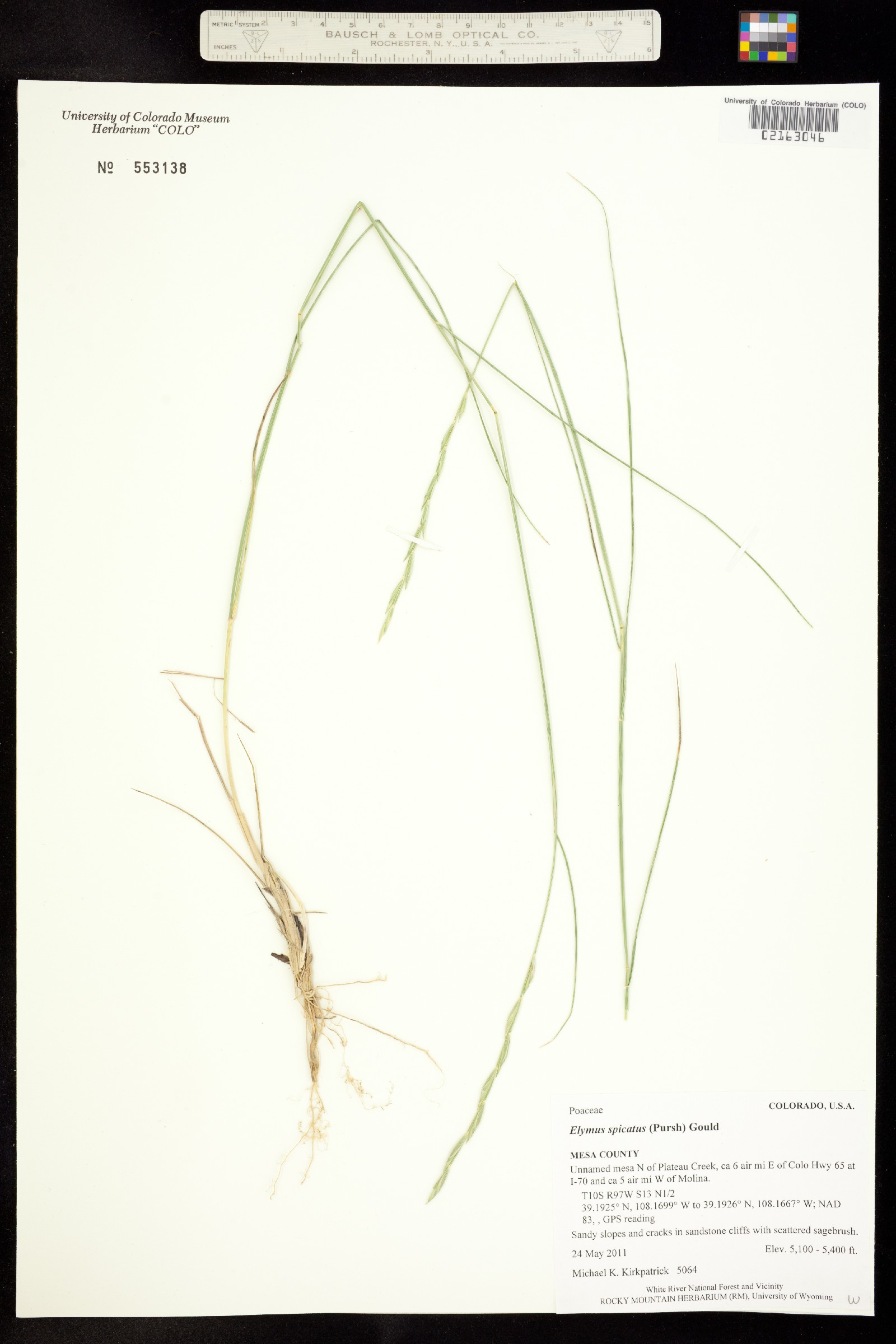 Pseudoroegneria spicata image