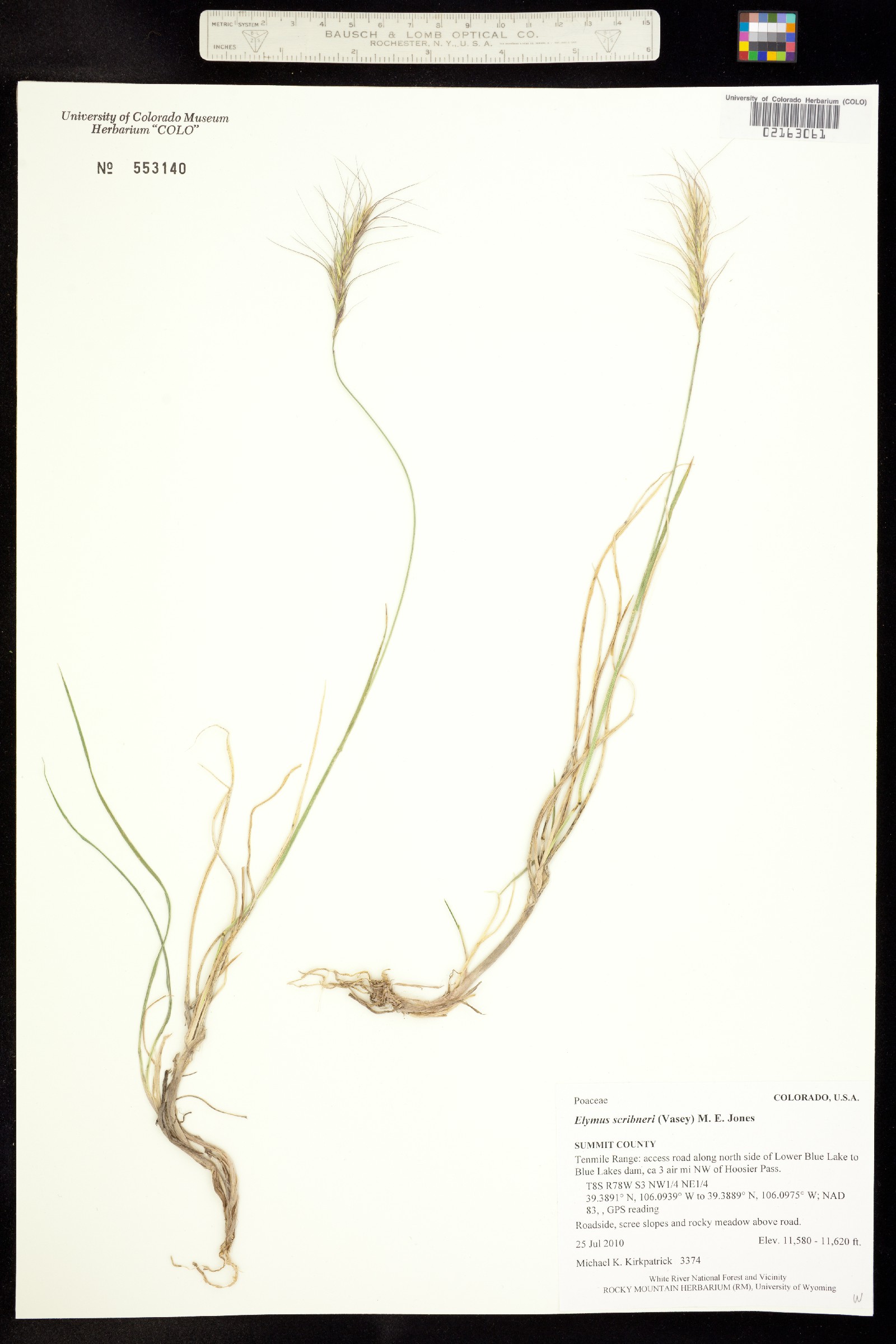 Elymus scribneri image