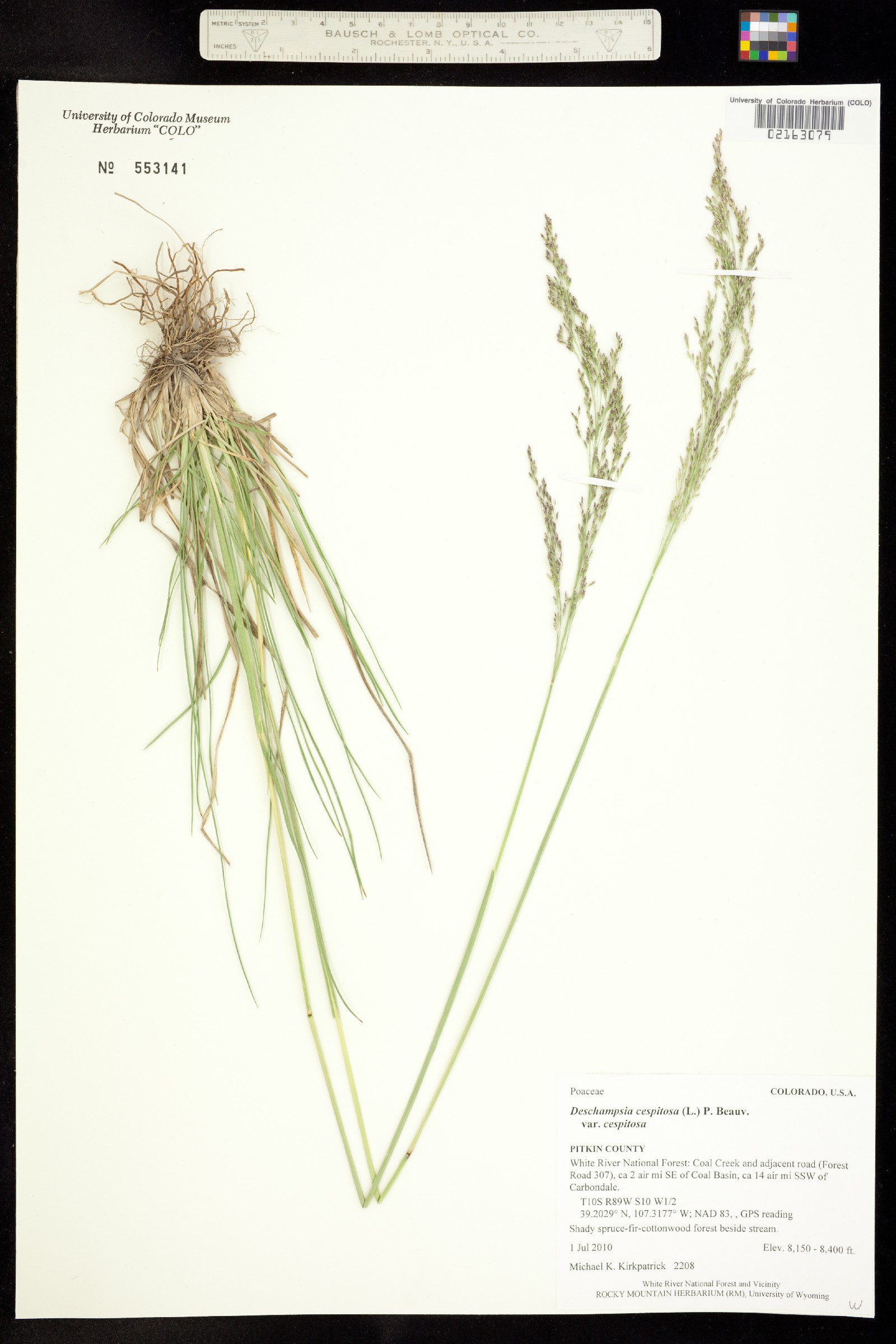 Deschampsia cespitosa ssp. cespitosa image