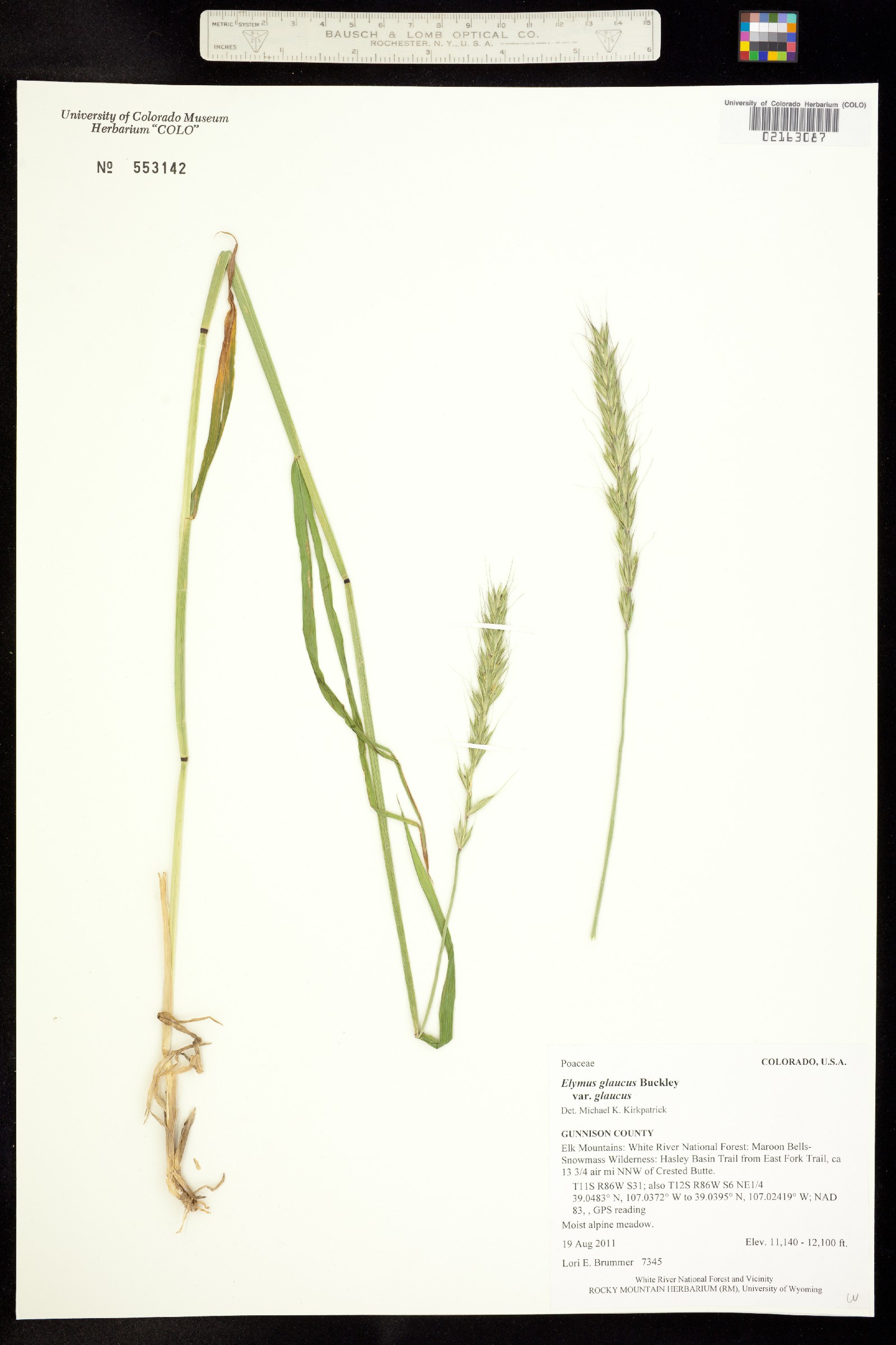 Elymus glaucus ssp. glaucus image