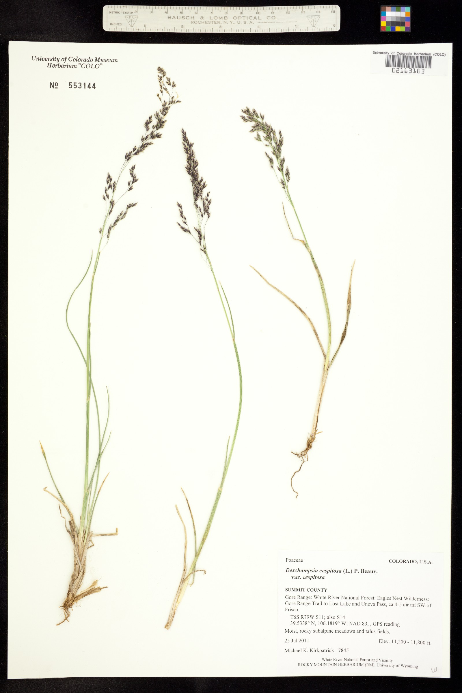 Deschampsia cespitosa ssp. cespitosa image