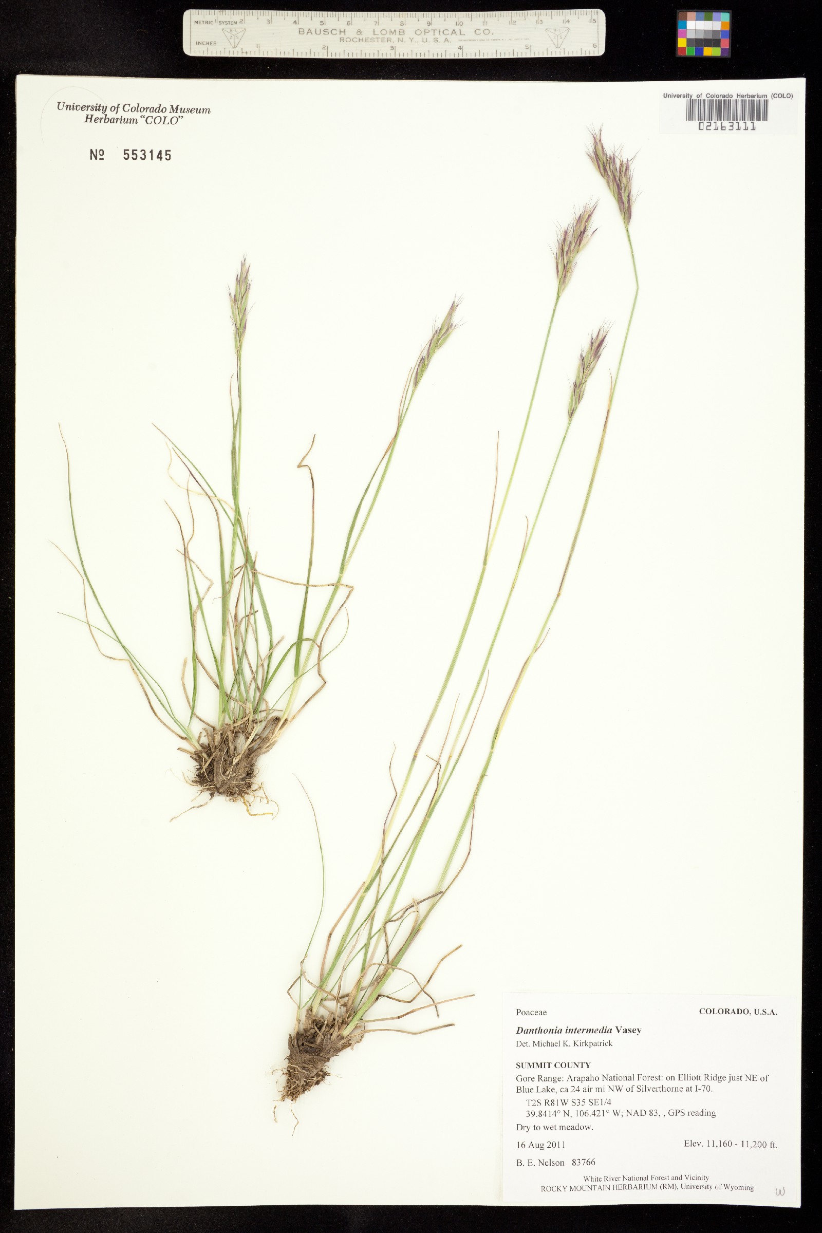 Danthonia intermedia image