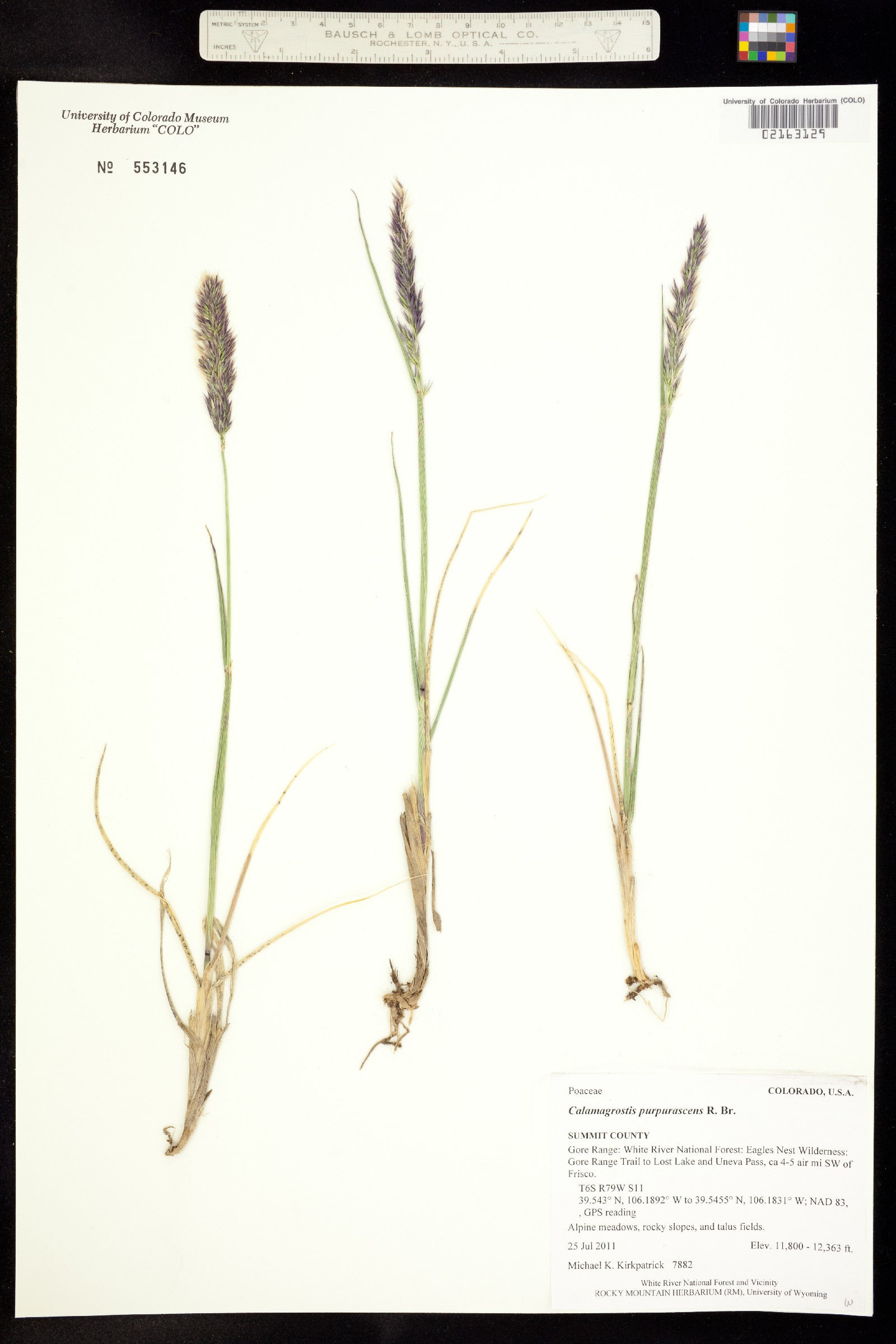 Calamagrostis purpurascens image