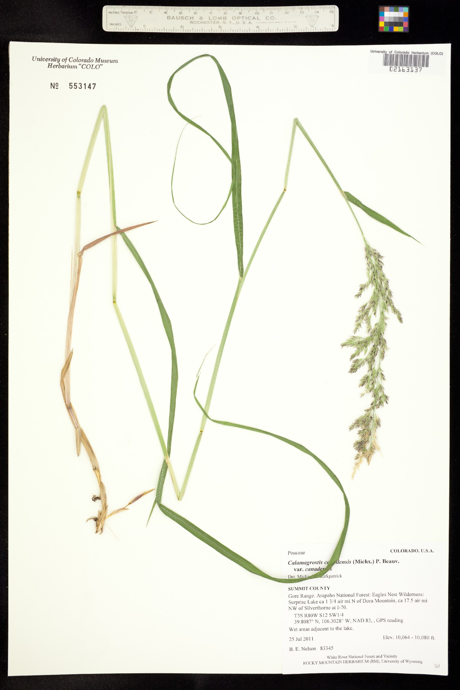 Calamagrostis canadensis var. canadensis image