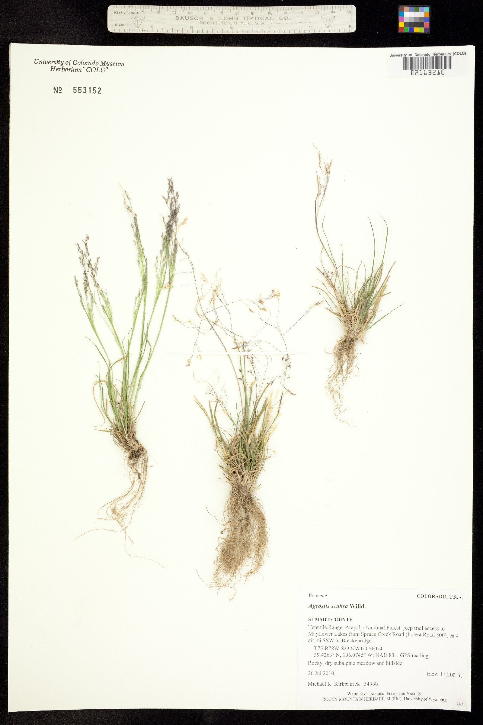 Agrostis scabra image