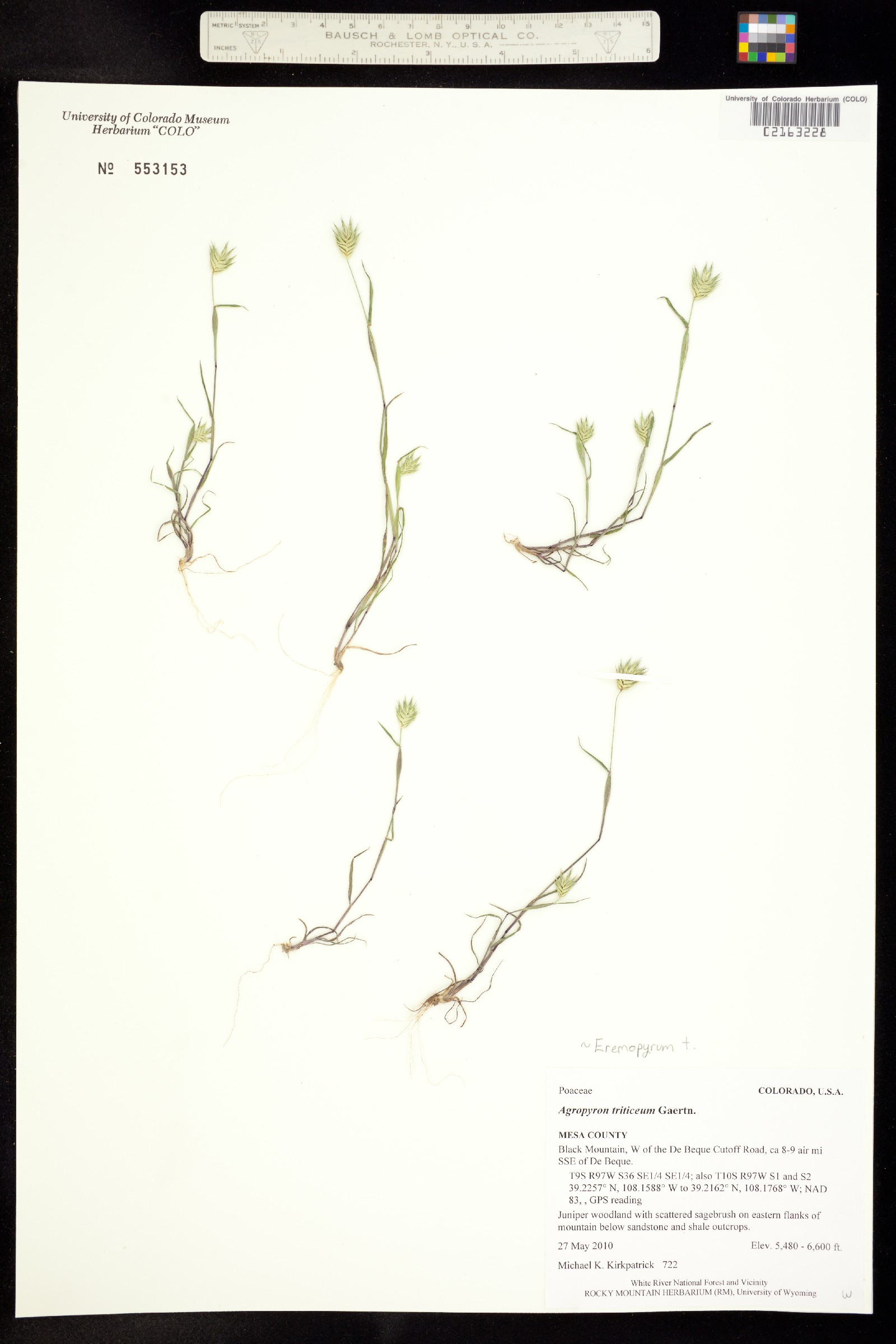Eremopyrum triticeum image