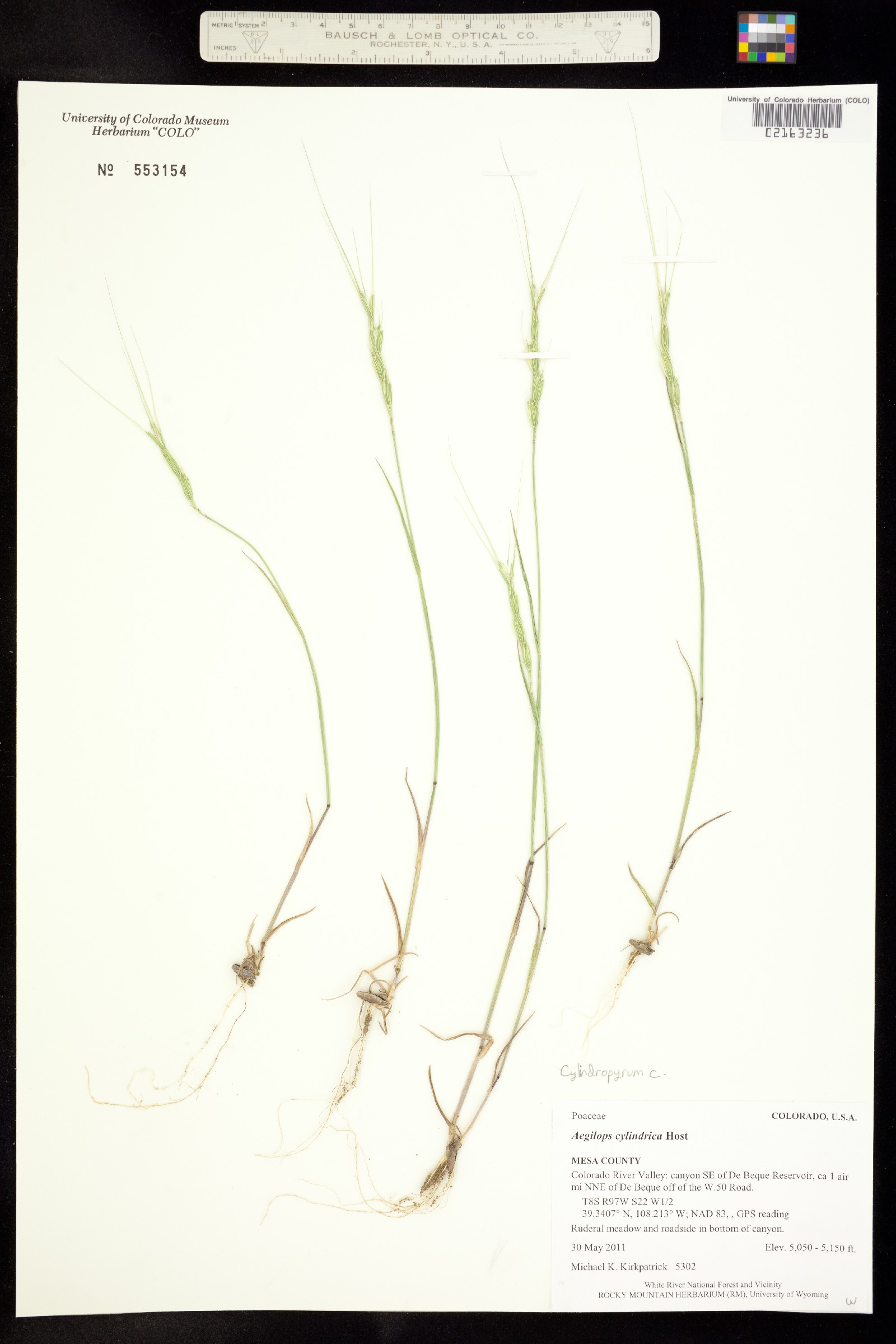 Aegilops cylindrica image