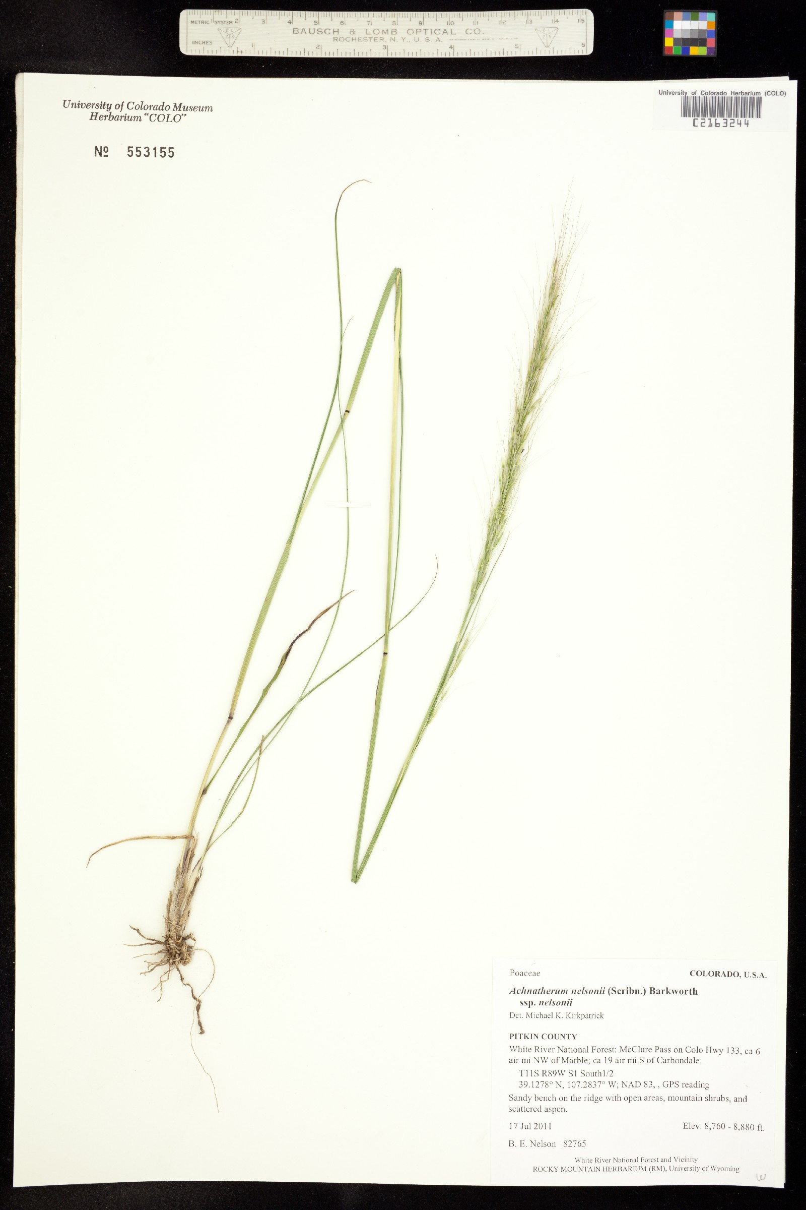 Achnatherum nelsonii ssp. nelsonii image