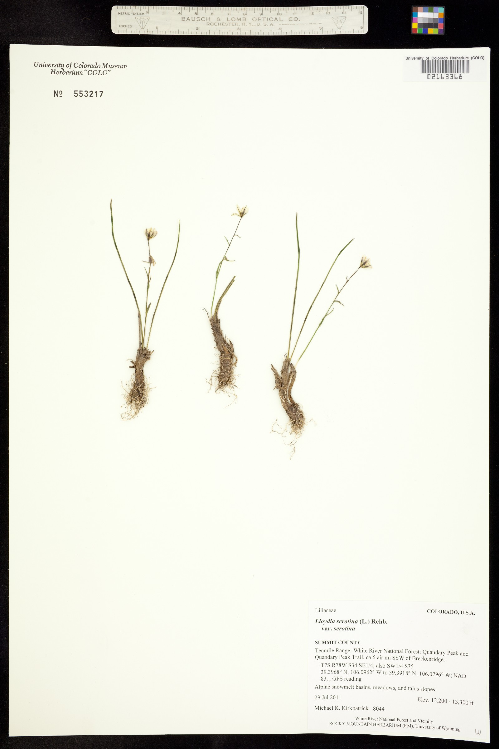Lloydia serotina var. serotina image