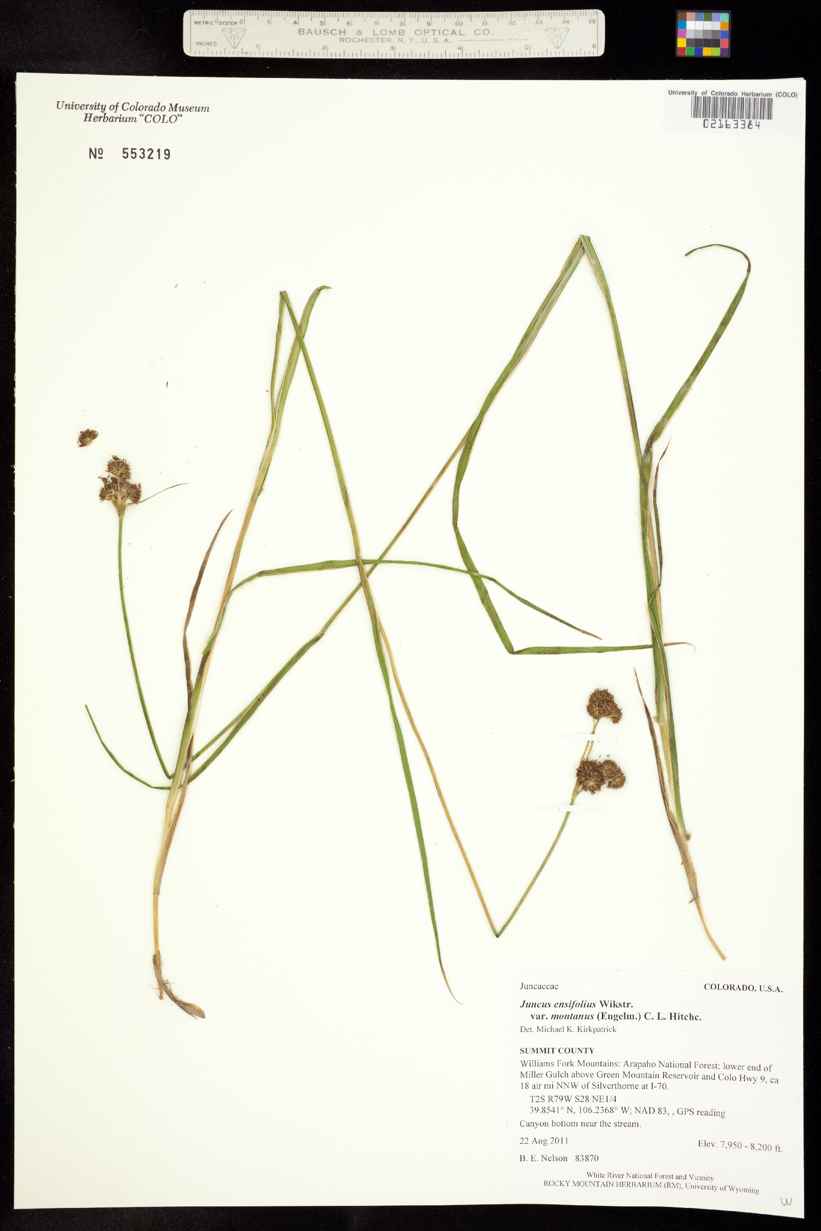 Juncus saximontanus image