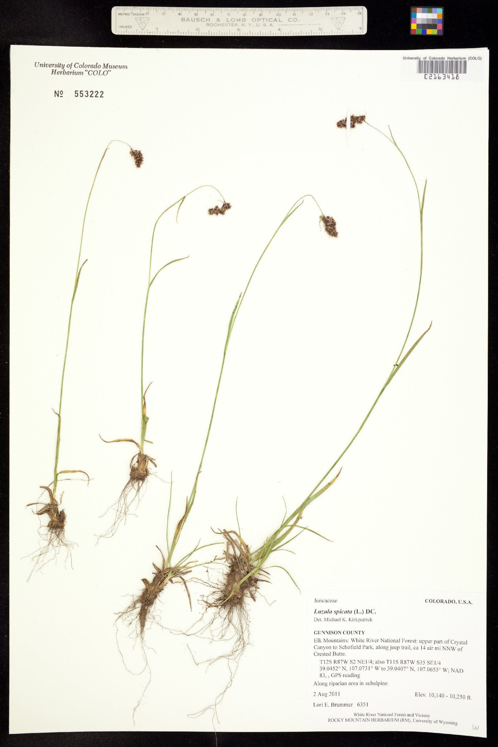 Luzula spicata image