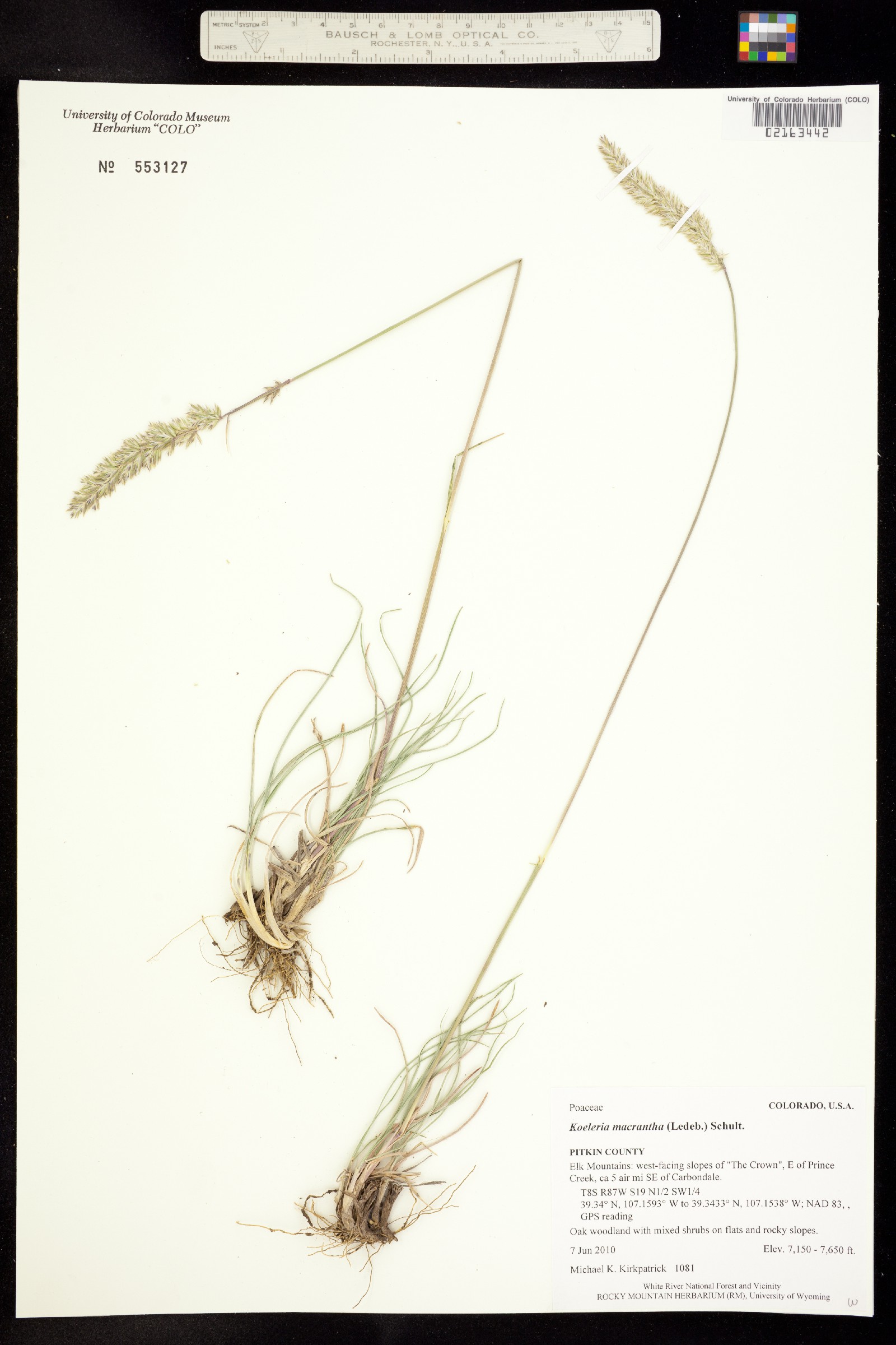 Koeleria macrantha image