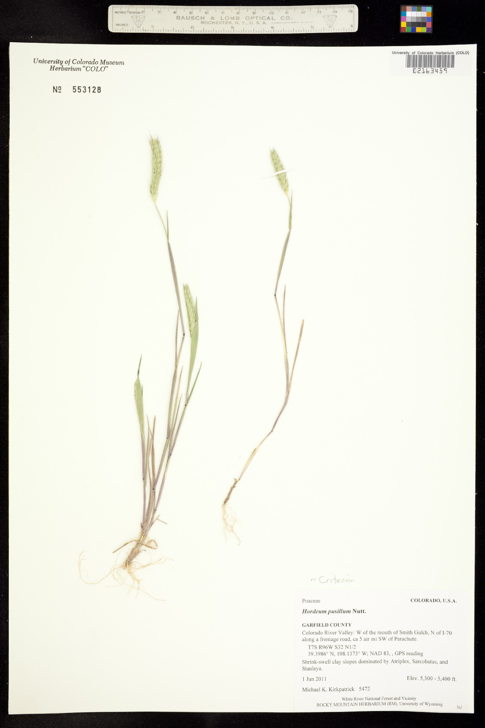 Hordeum pusillum image