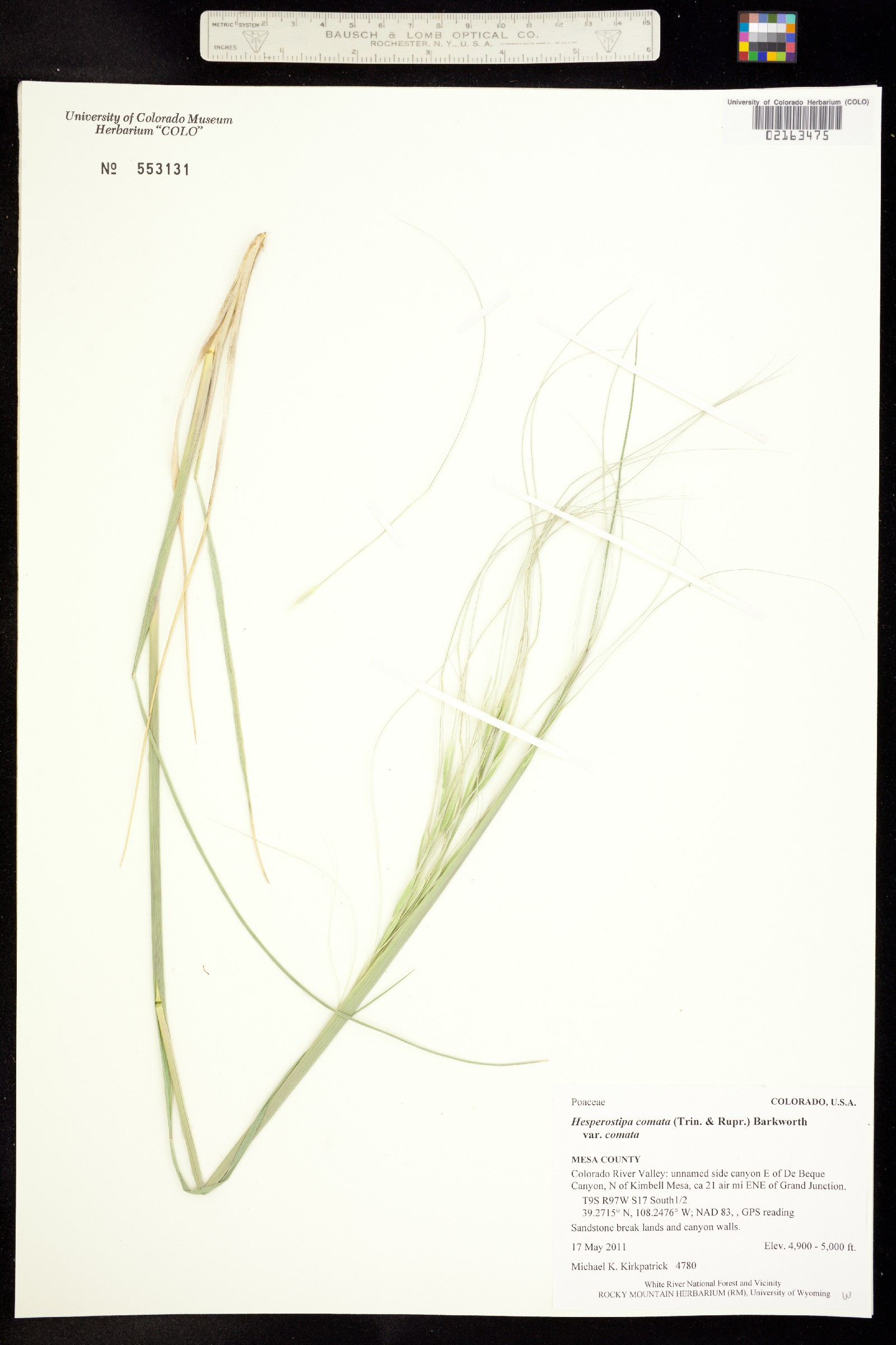 Hesperostipa comata ssp. comata image