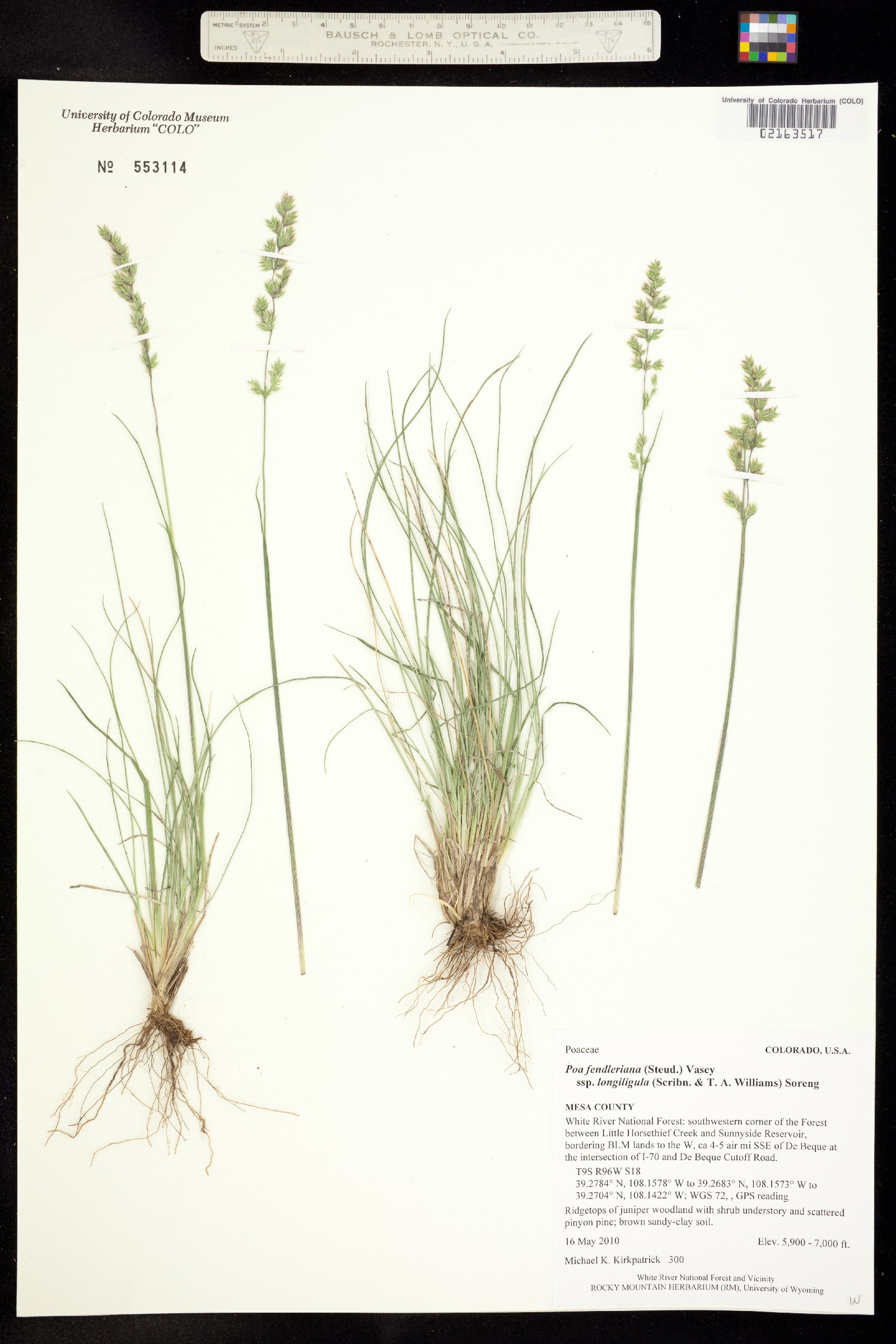 Poa fendleriana ssp. longiligula image