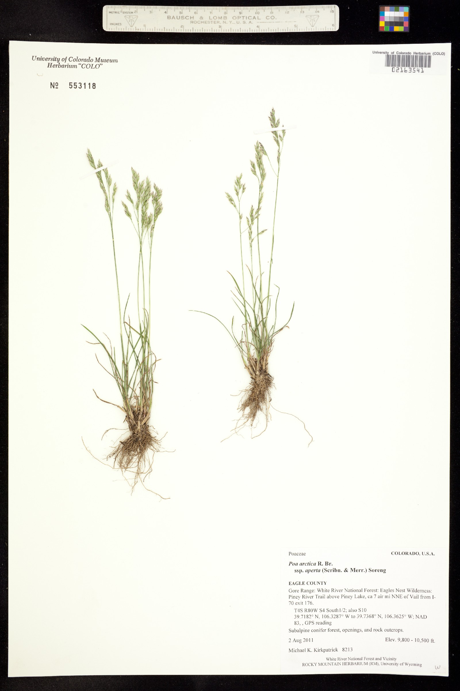 Poa arctica ssp. aperta image