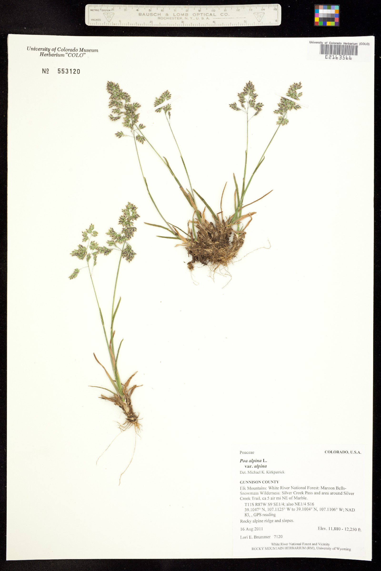 Poa alpina ssp. alpina image