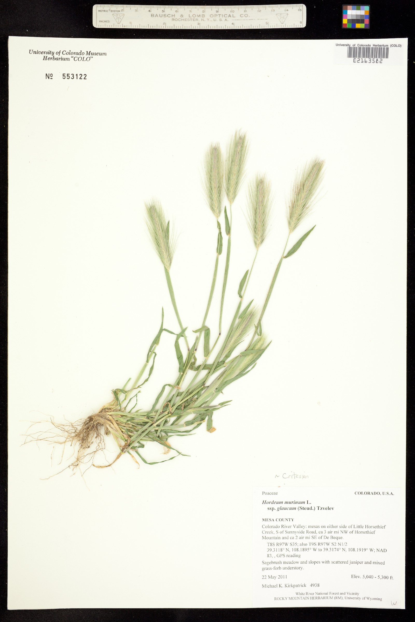 Hordeum murinum ssp. glaucum image