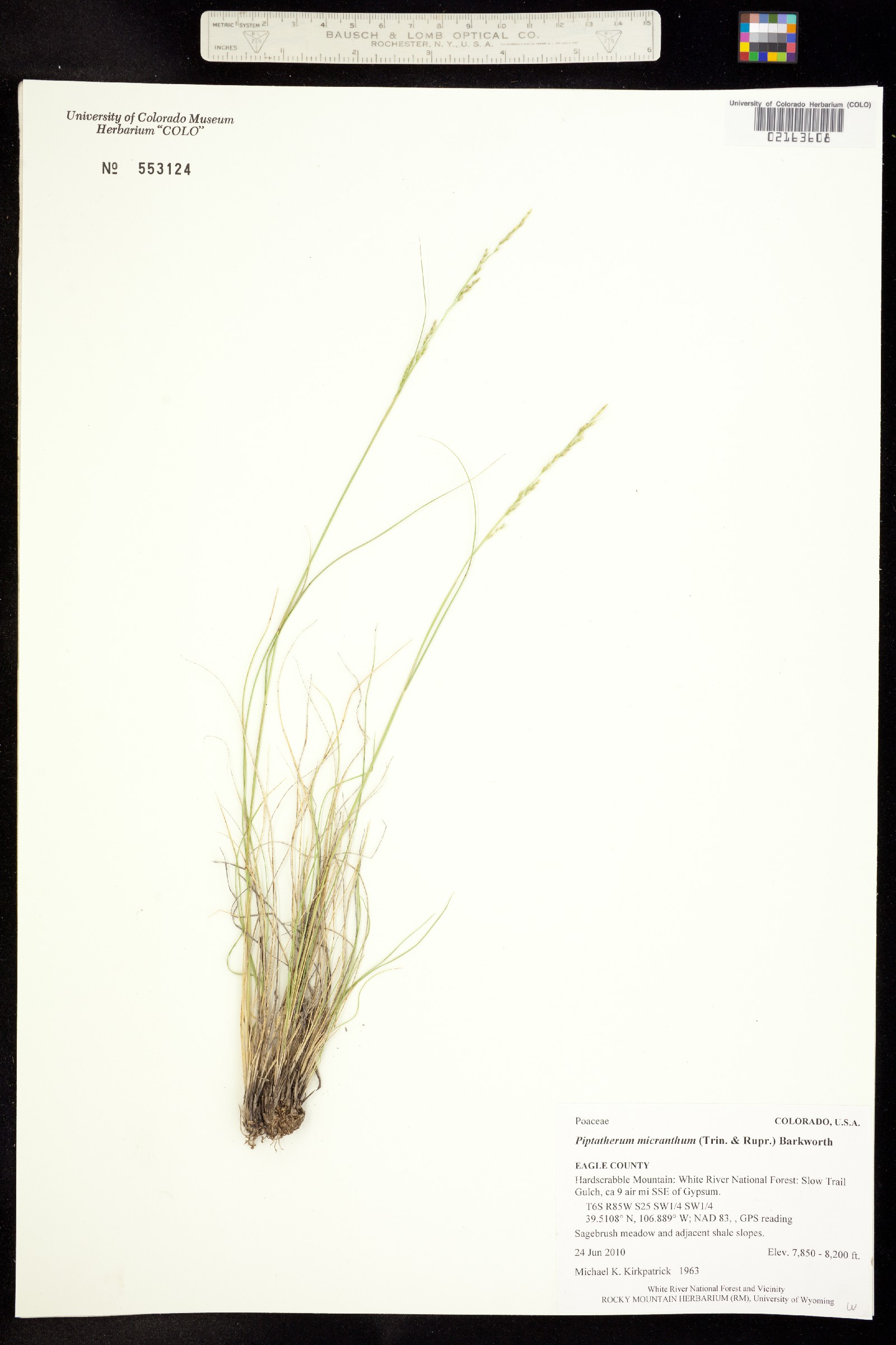 Piptatherum micranthum image