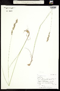Bromelica spectabilis image
