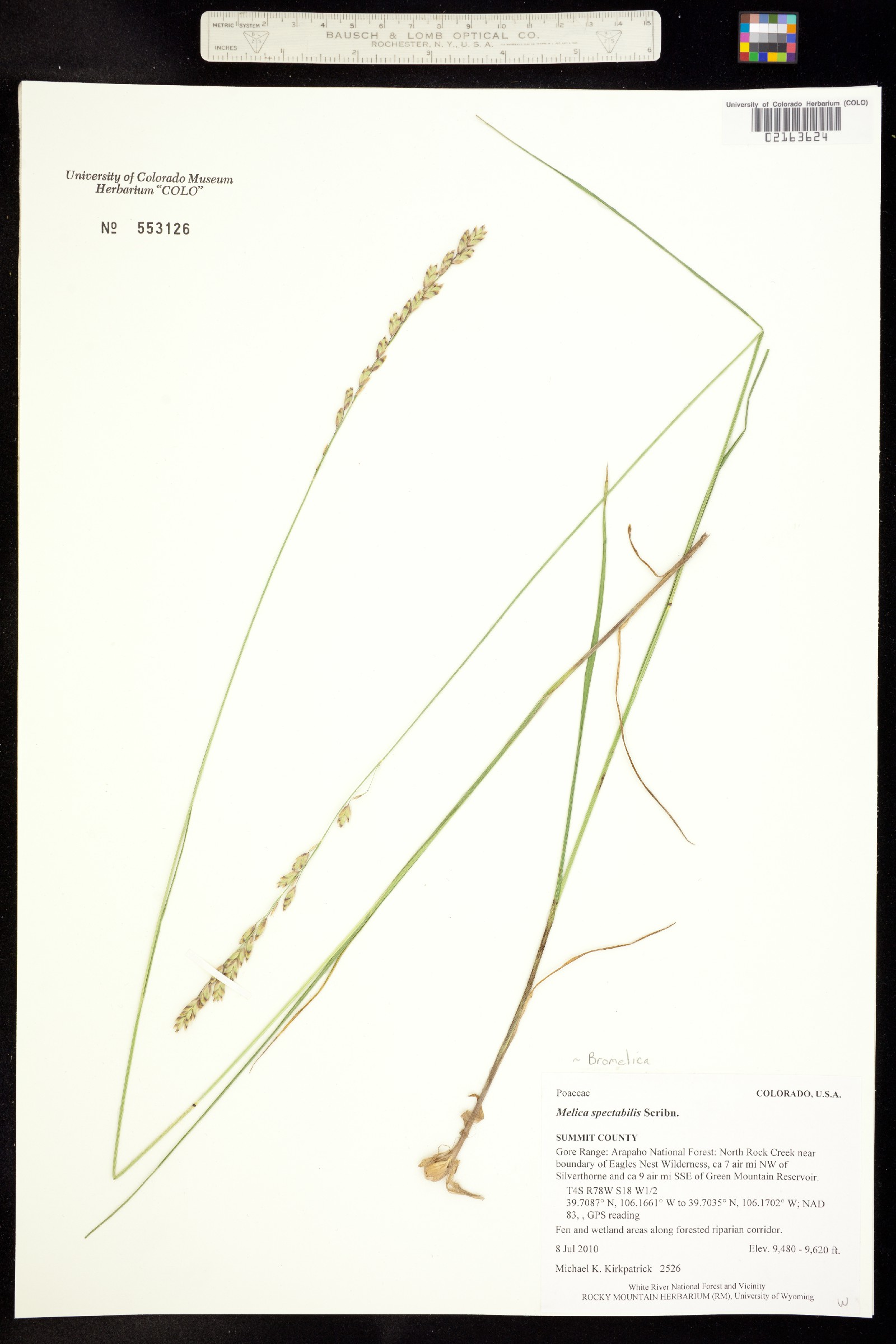Melica spectabilis image