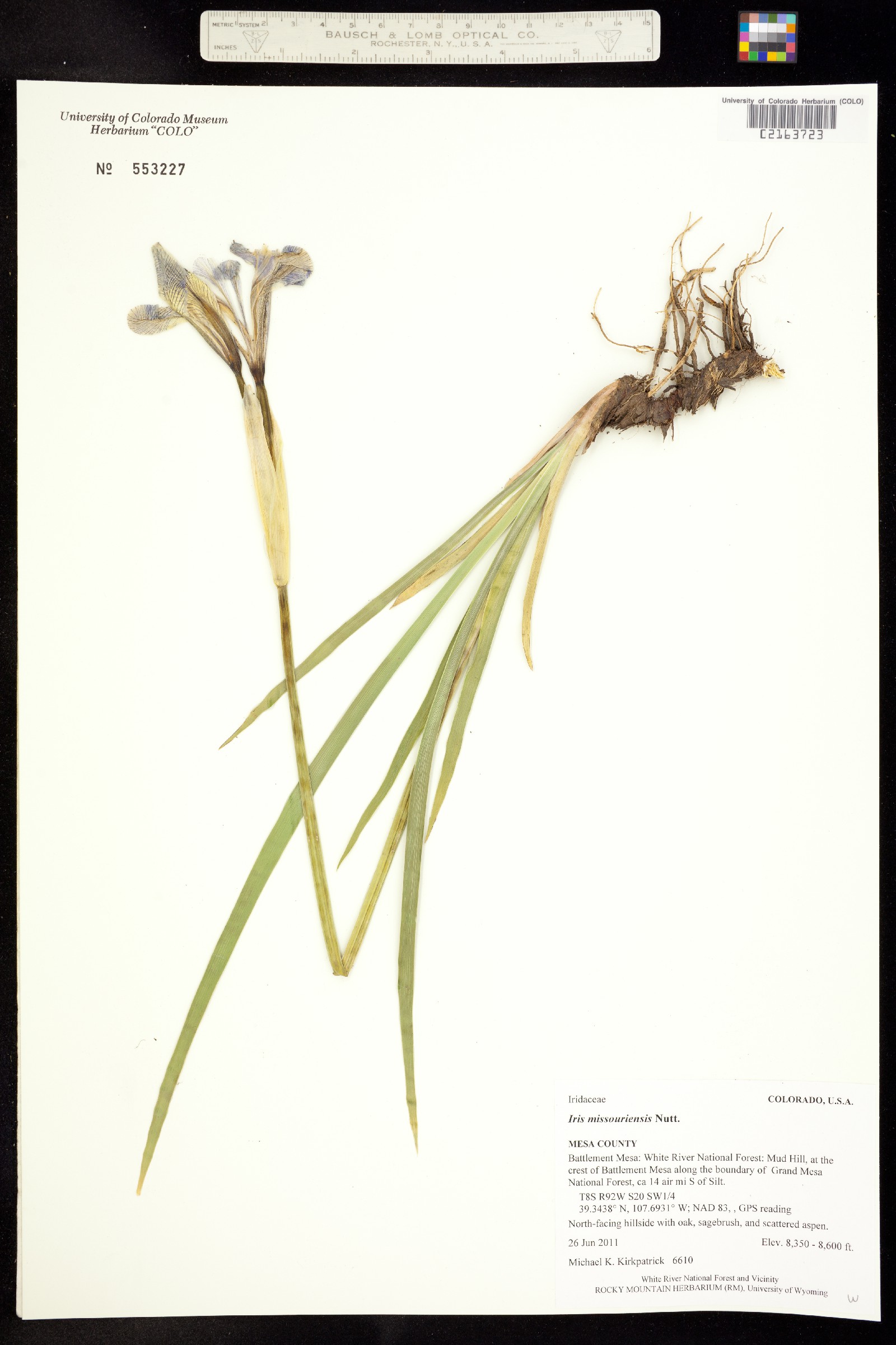 Iris image