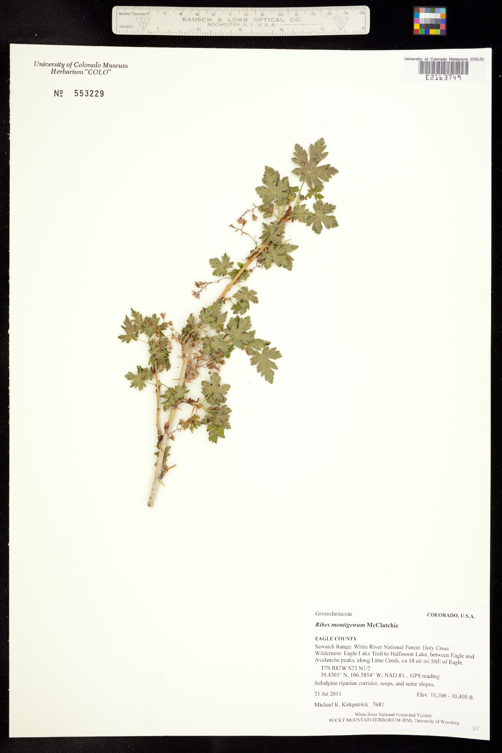 Ribes montigenum image