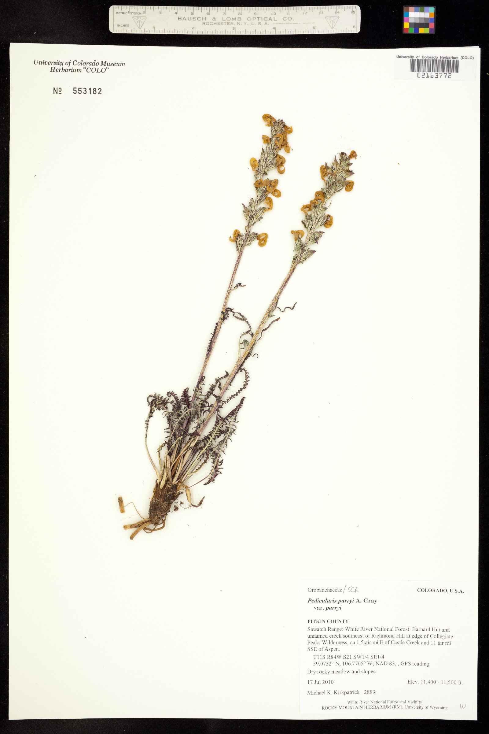 Pedicularis parryi ssp. parryi image
