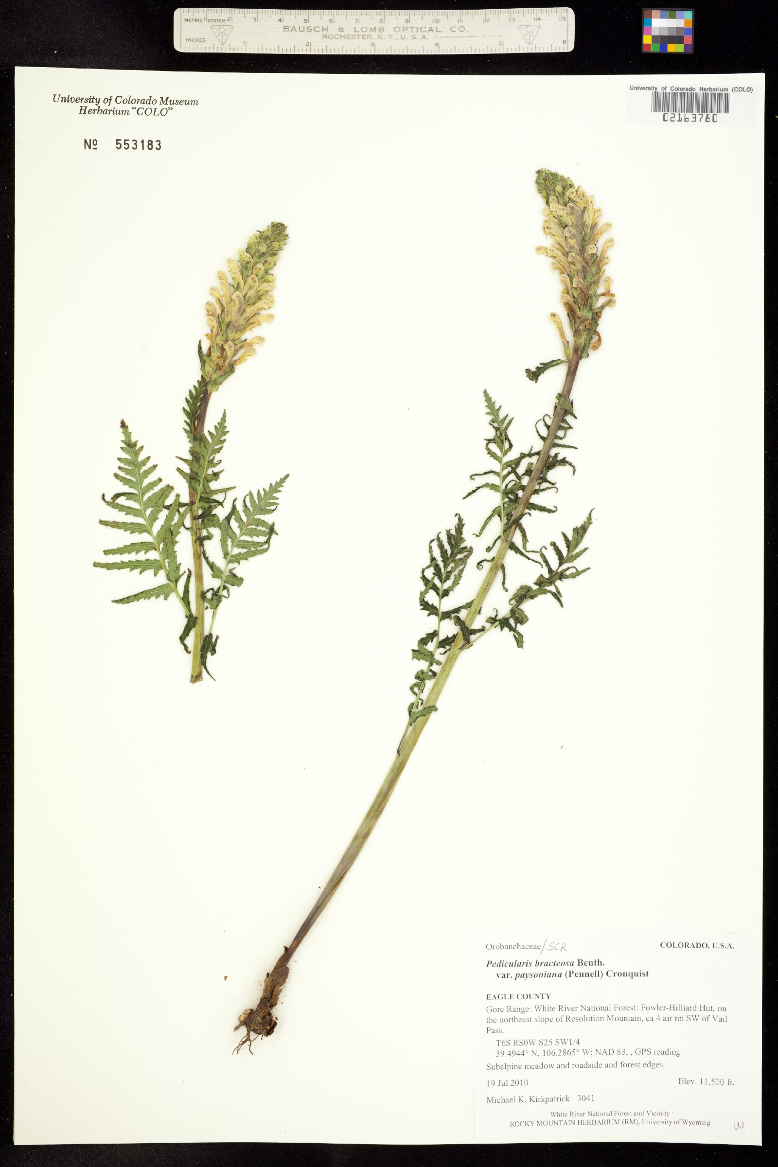 Pedicularis bracteosa image