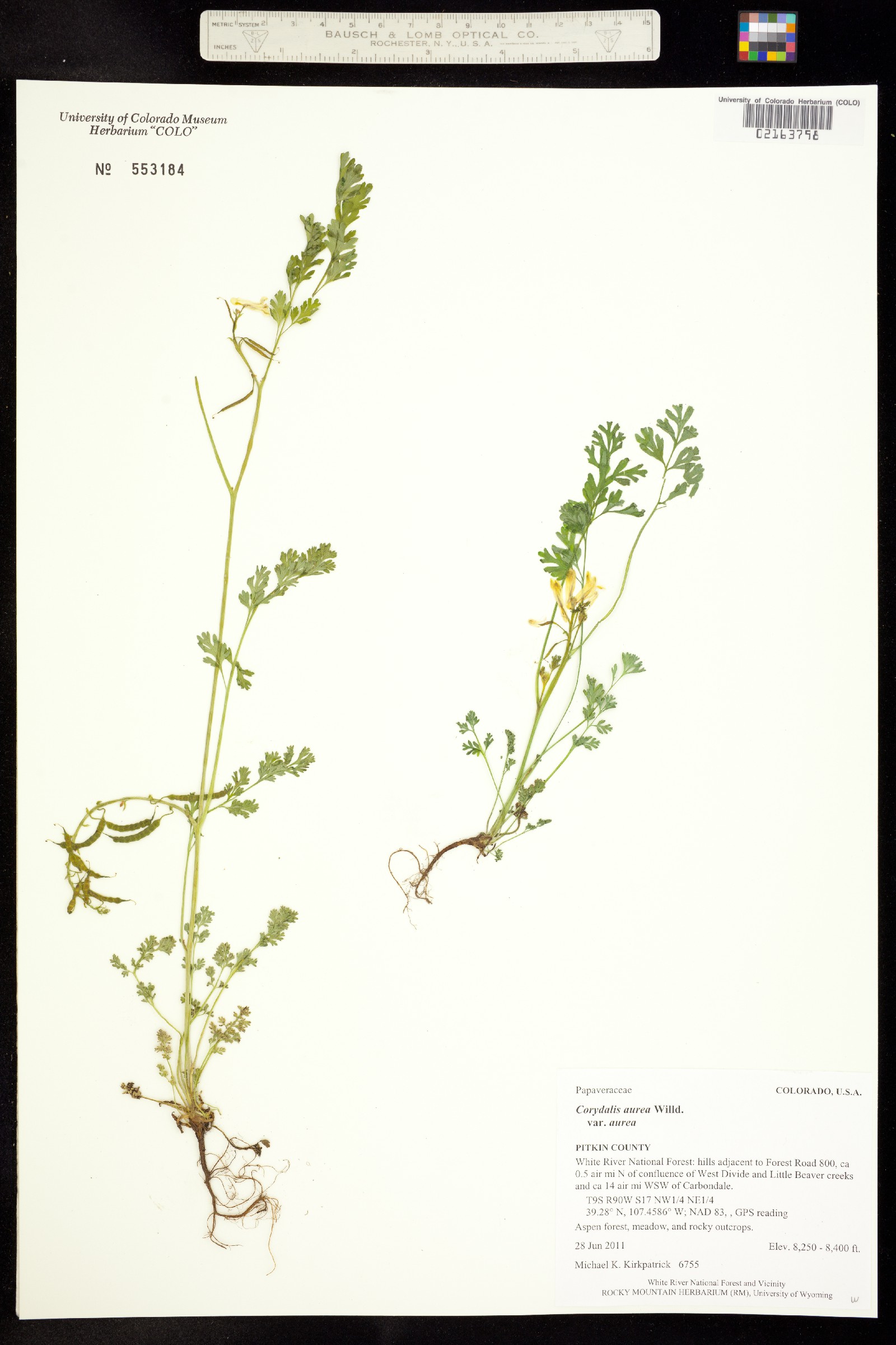 Corydalis image