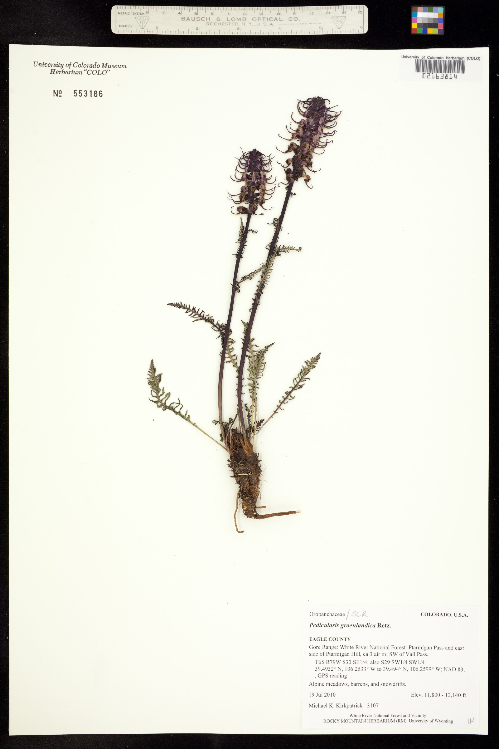 Pedicularis groenlandica image