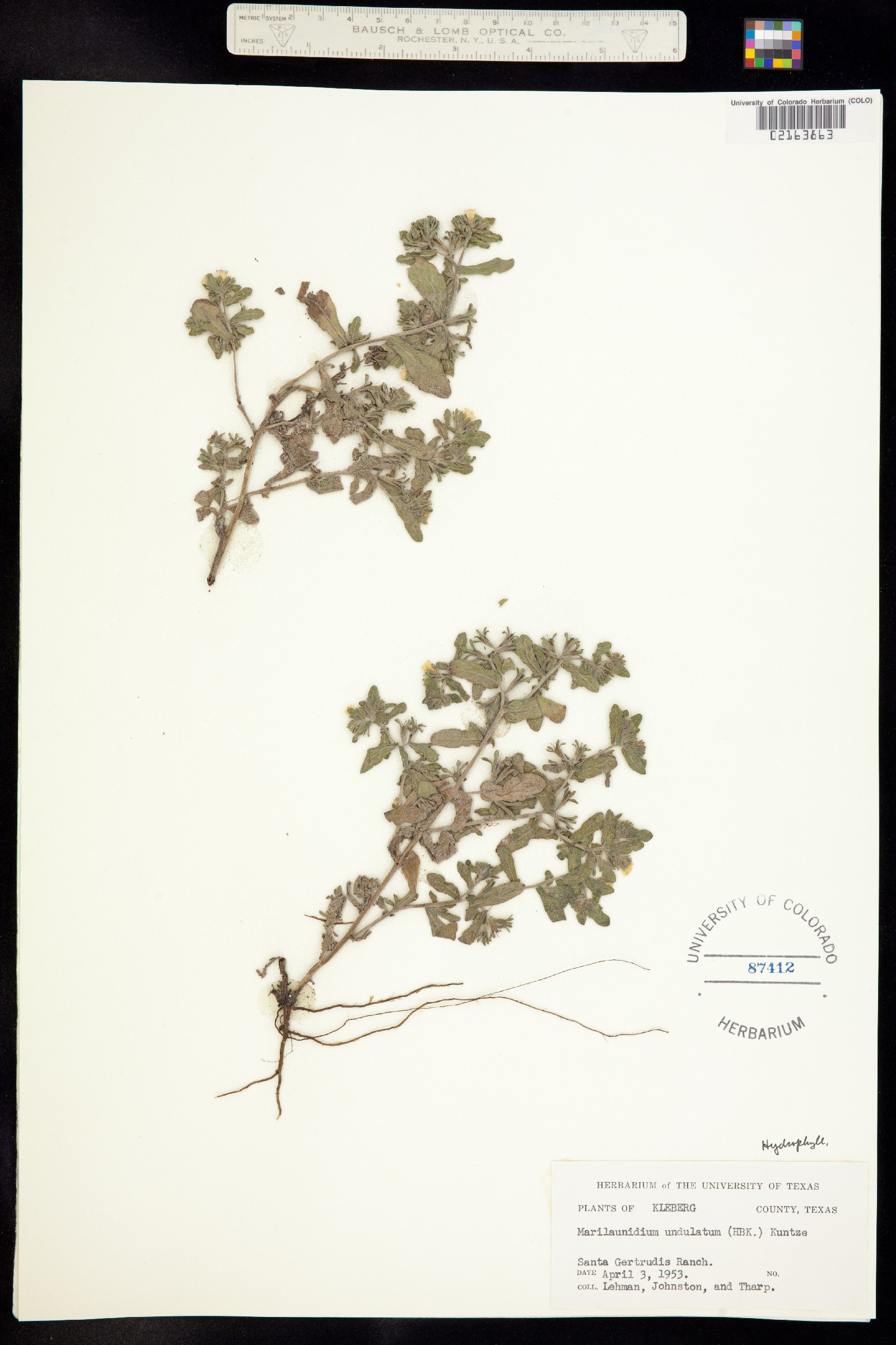 Marilaunidium image
