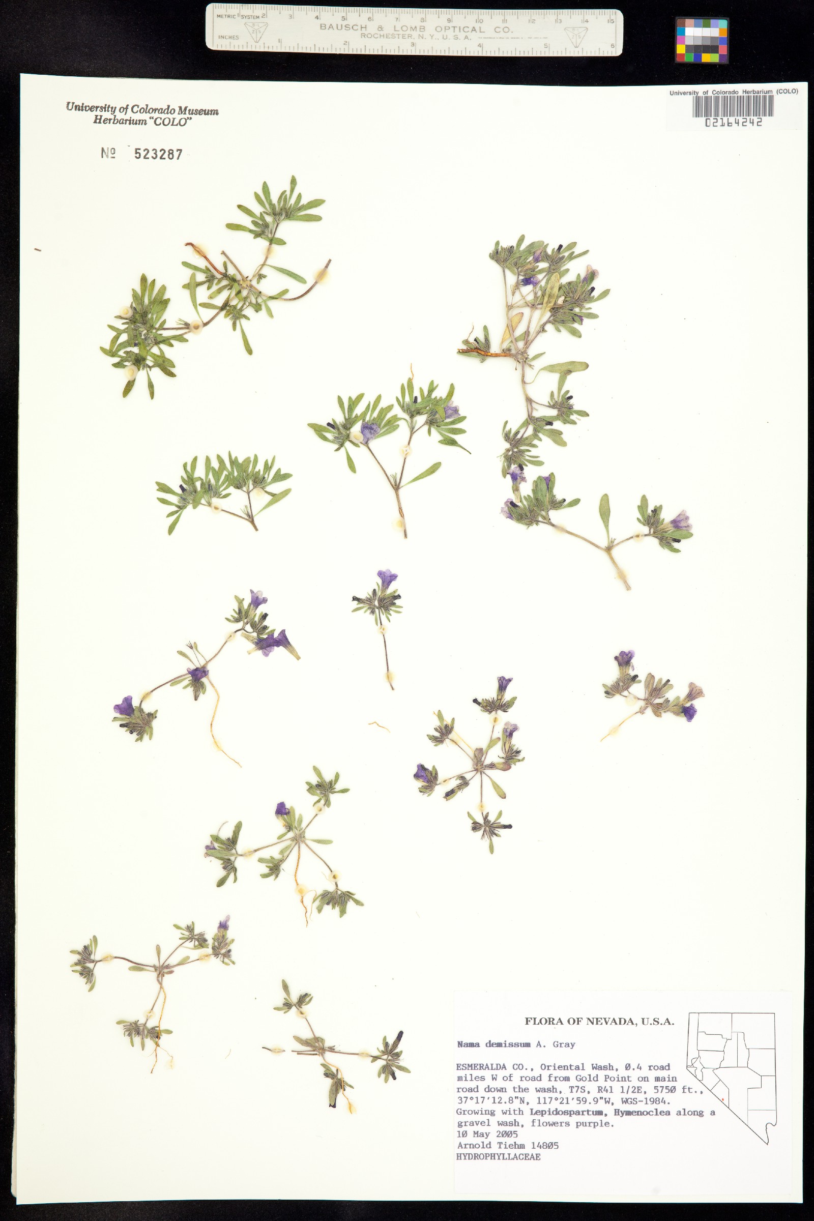 Nama demissa image