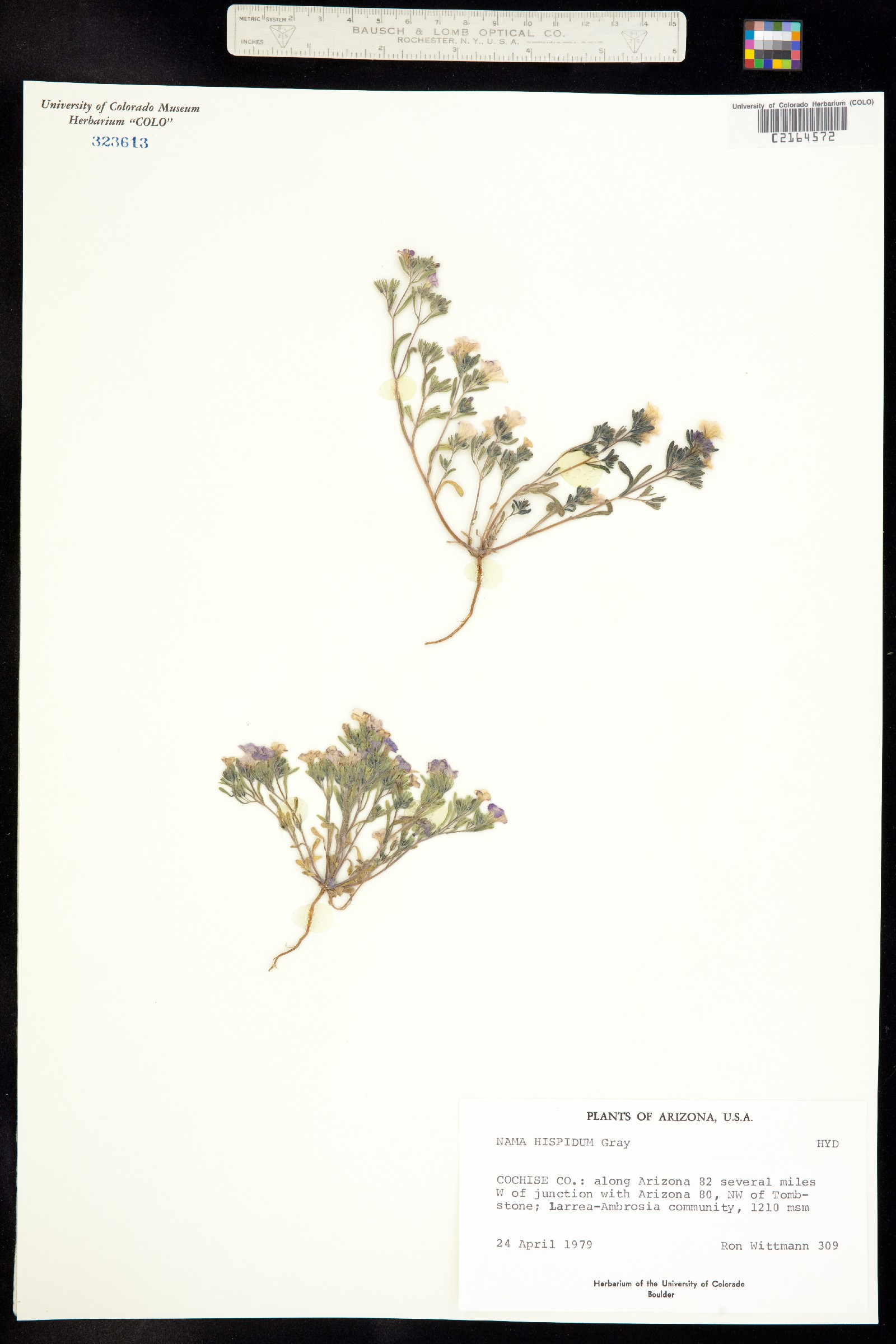 Nama hispida image