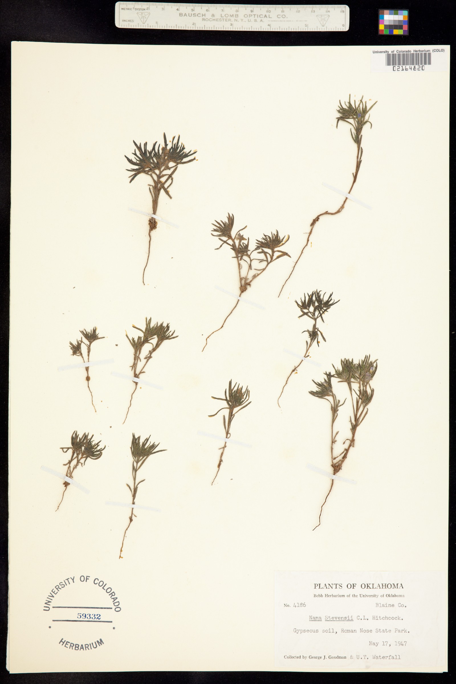 Nama stevensii image