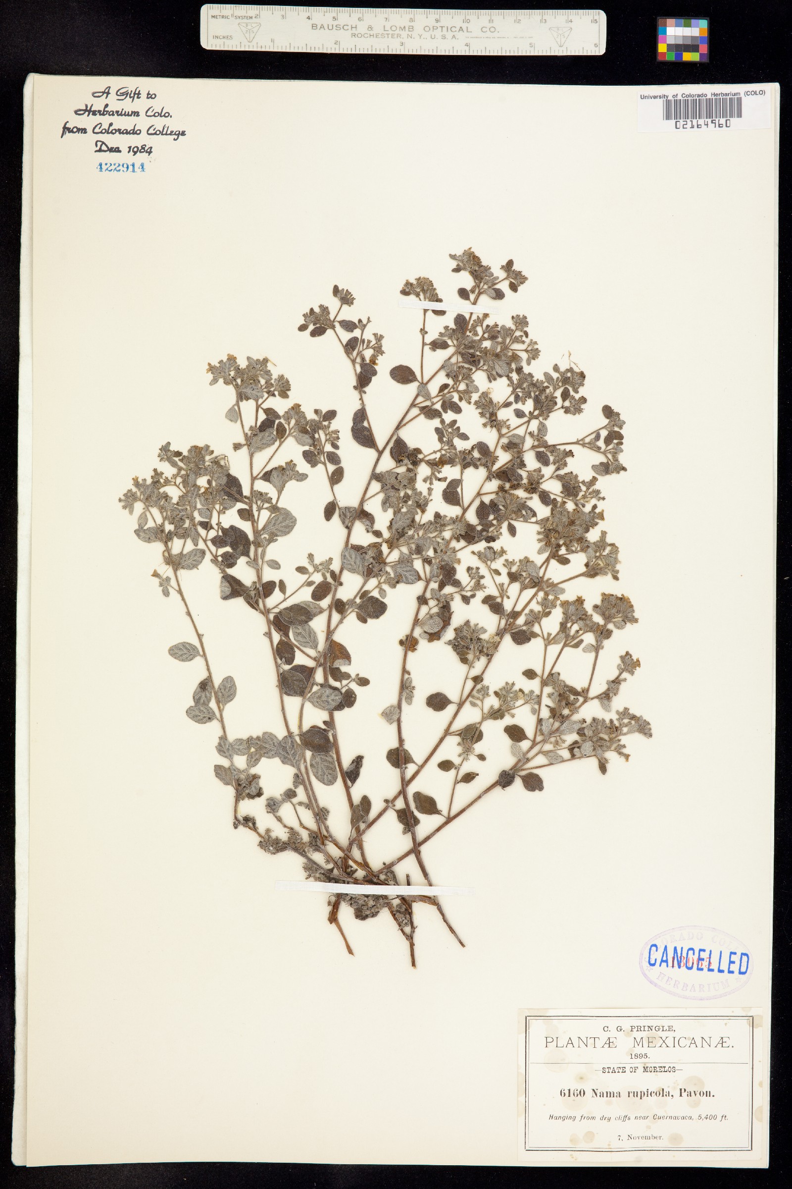 Nama origanifolium var. rupicolum image