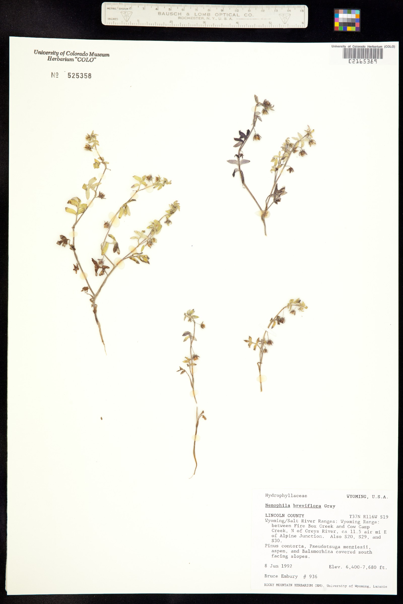 Nemophila breviflora image