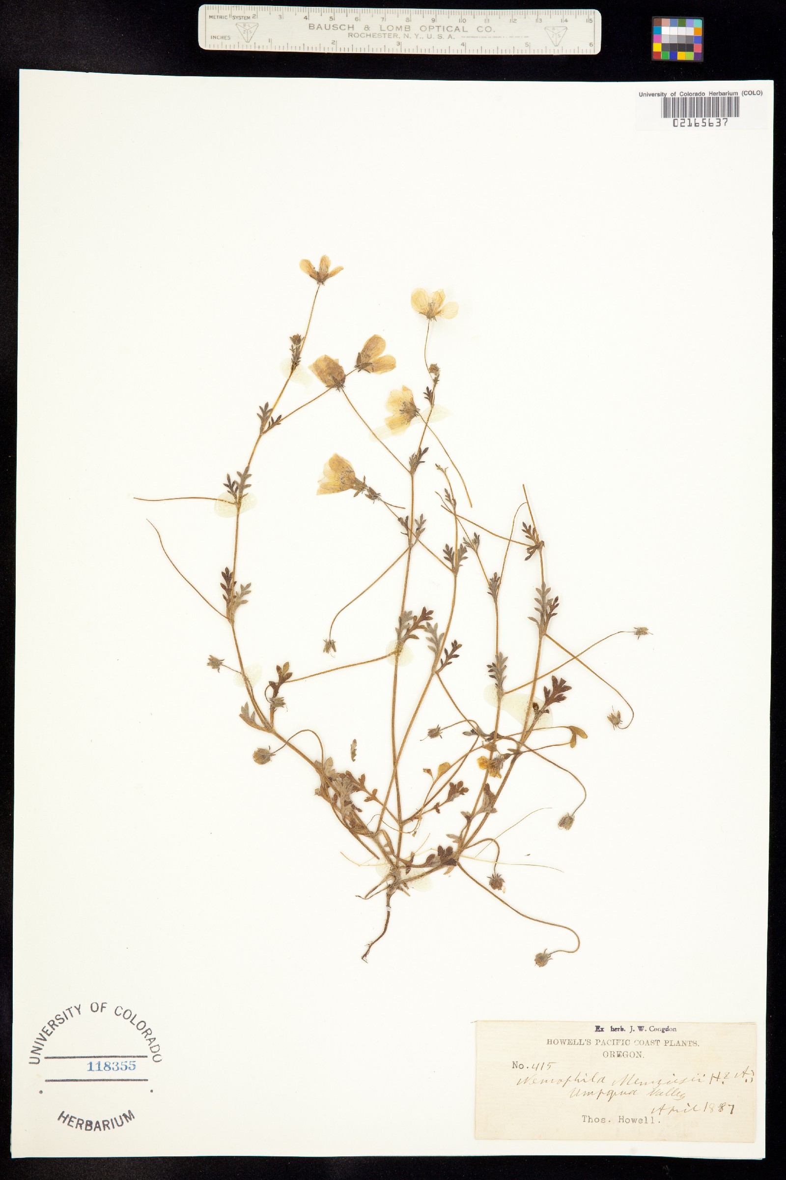 Nemophila menziesii image