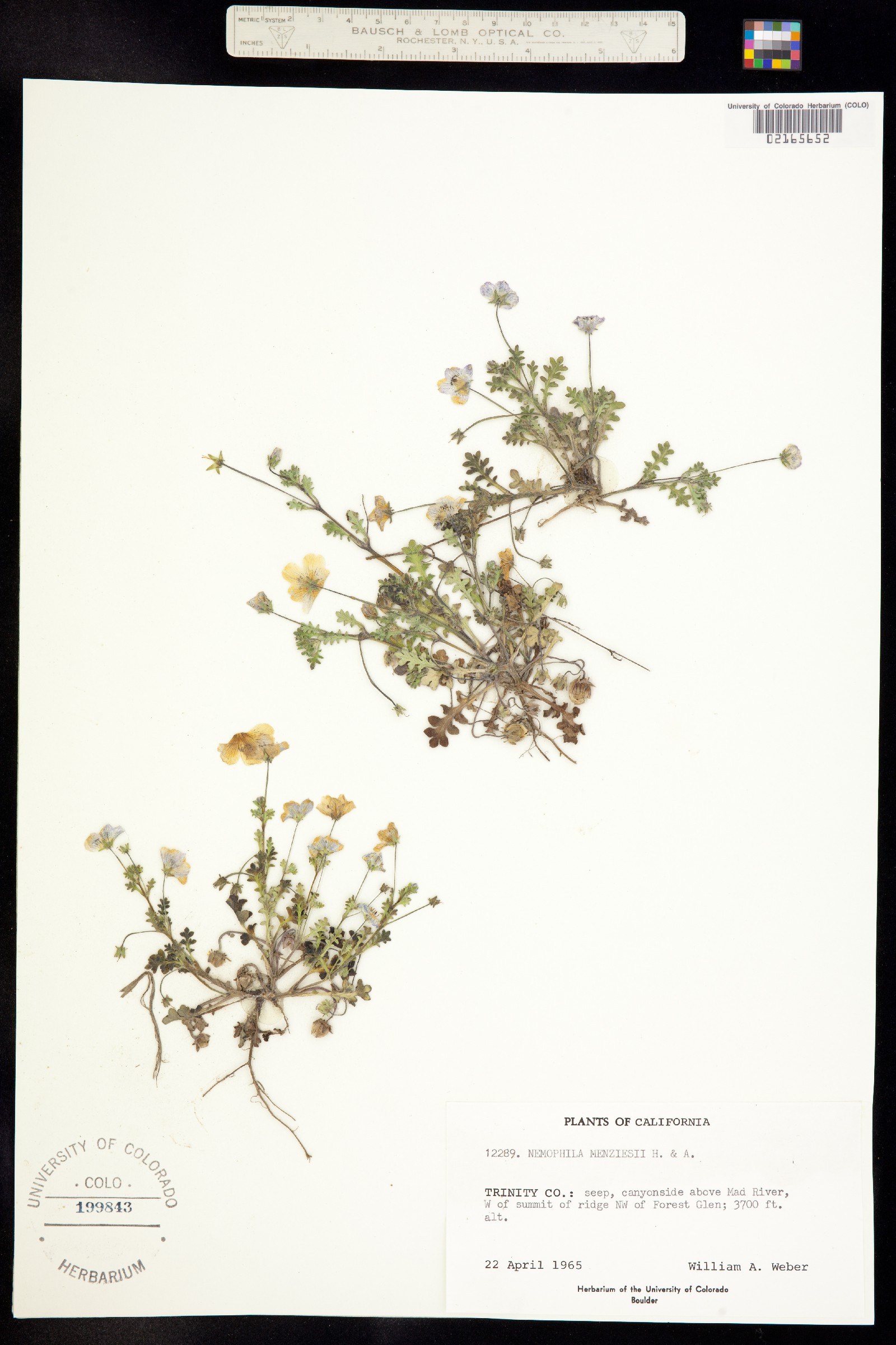 Nemophila menziesii image