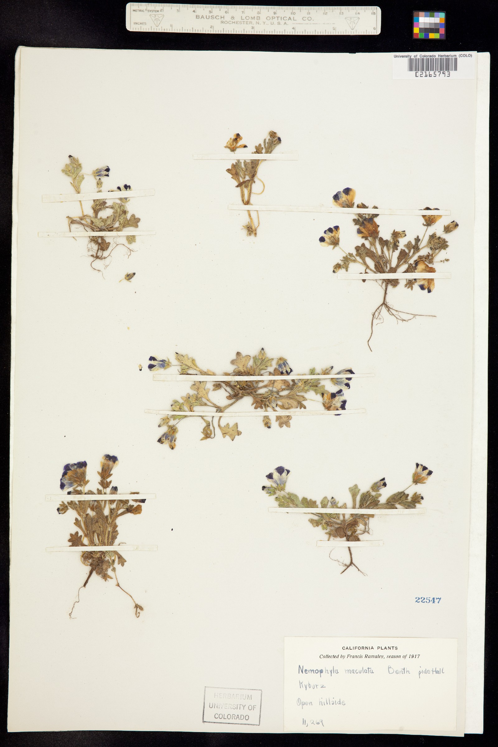 Nemophila maculata image