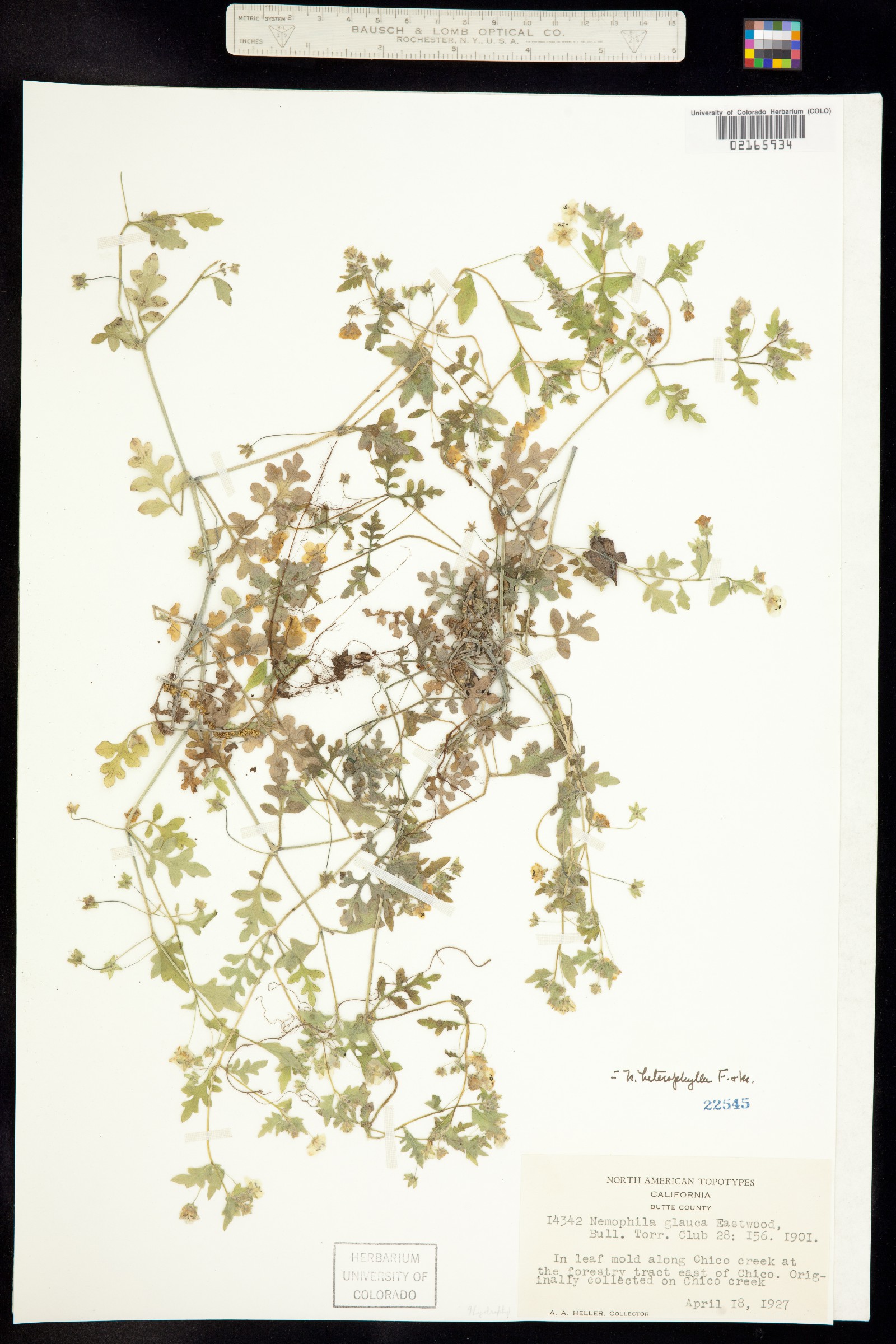 Nemophila heterophylla image