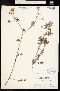Image of Nemophila phacelioides