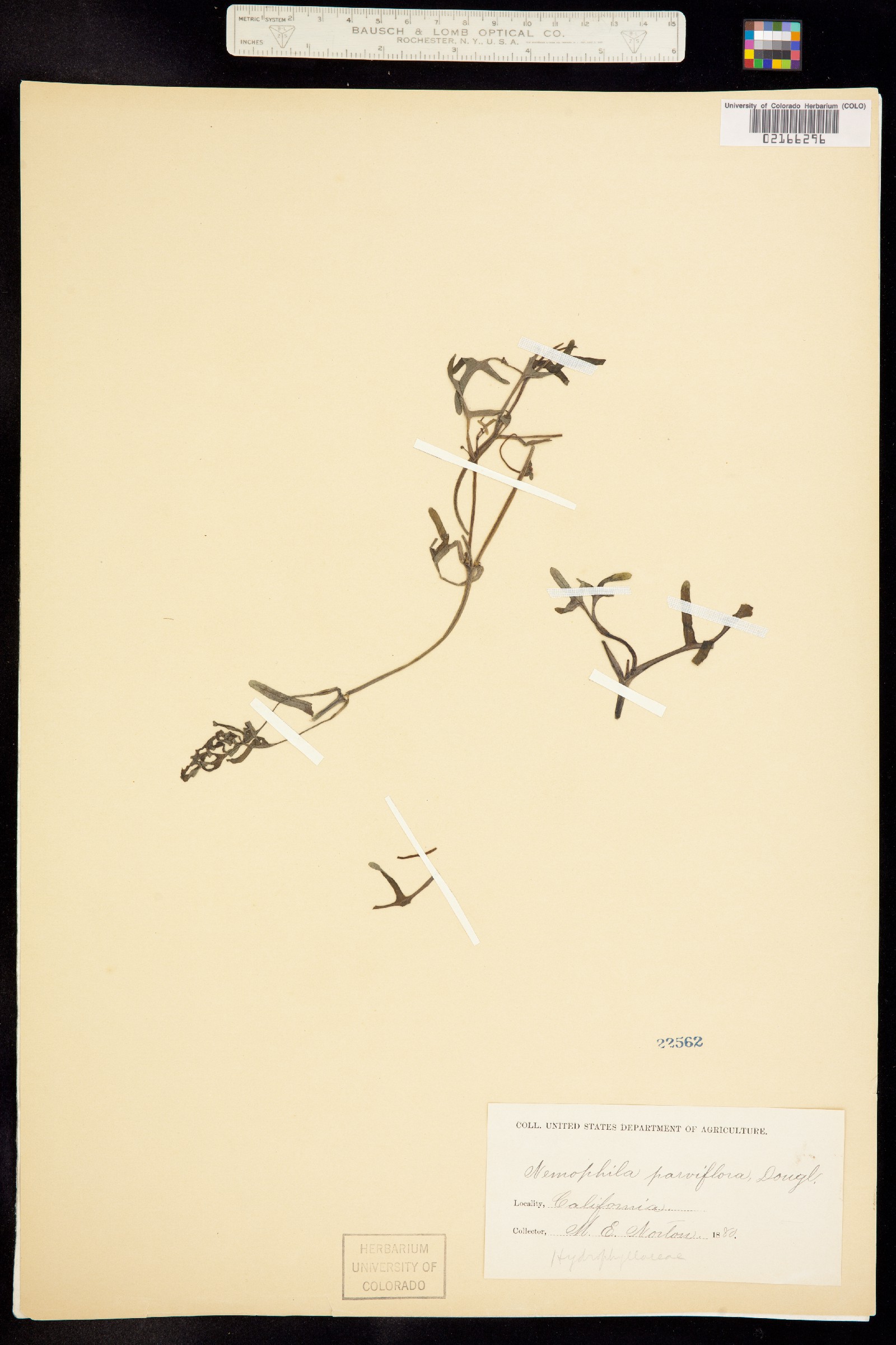 Nemophila parviflora image