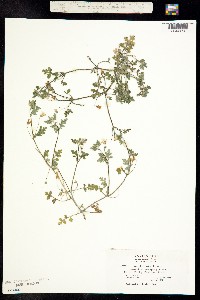 Nemophila exilis image