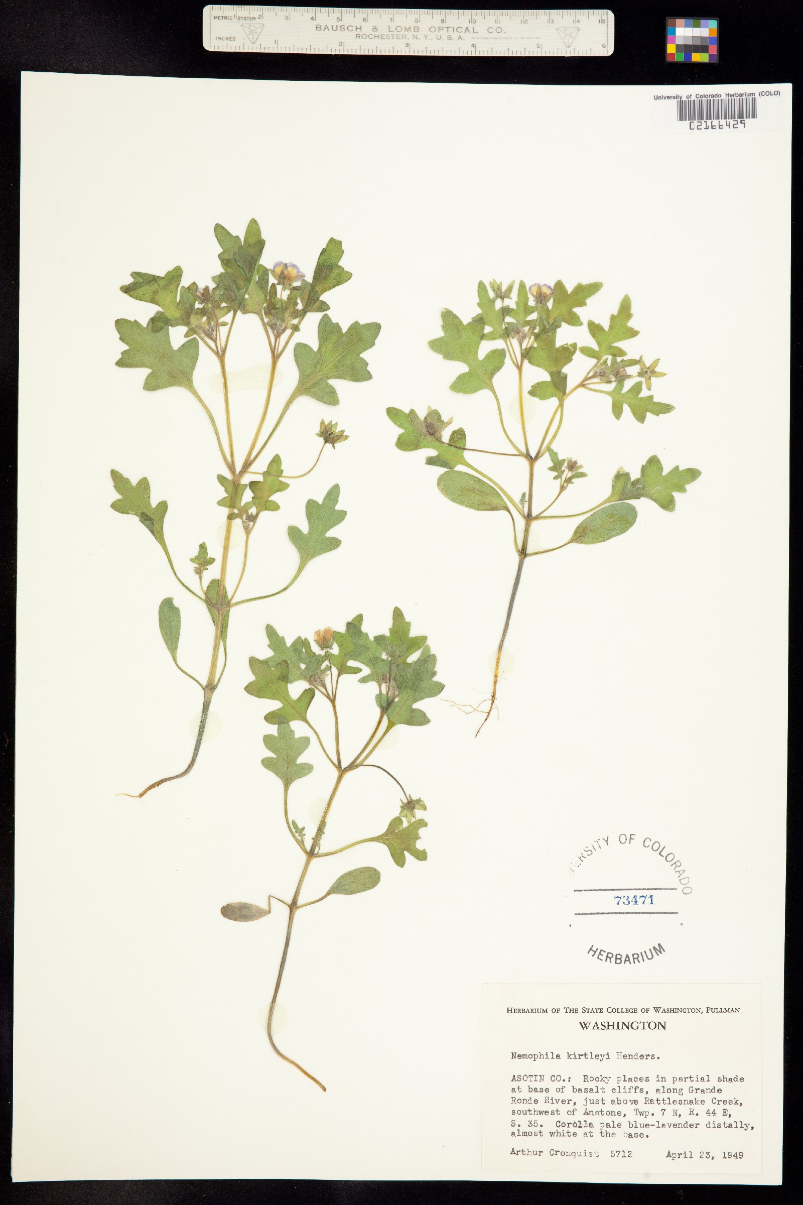 Nemophila kirtleyi image